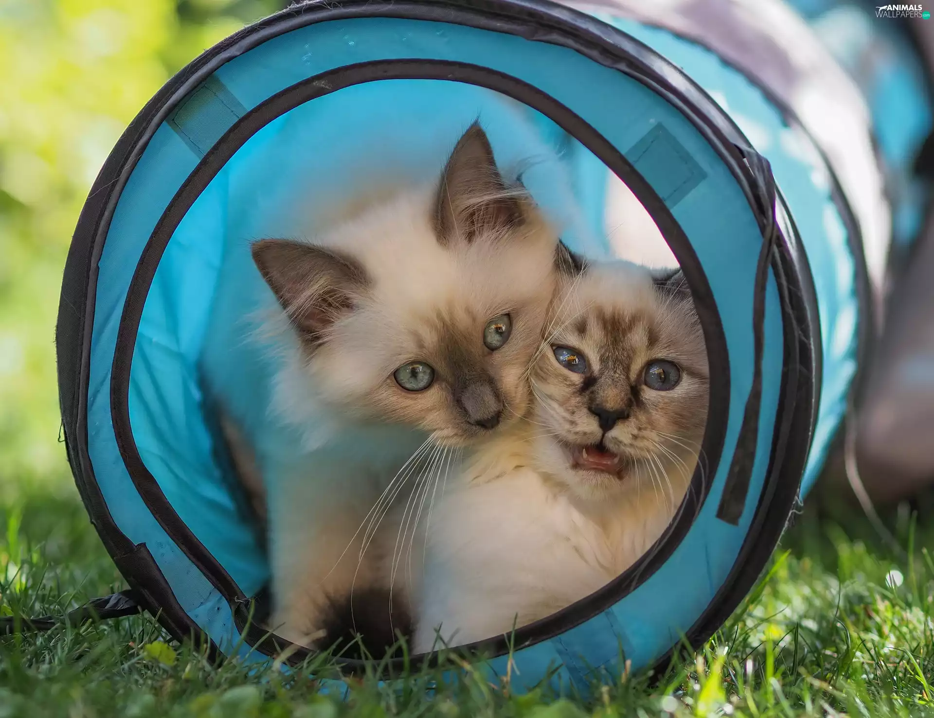 blue, tunnel, cats, Ragdoll, Two cars