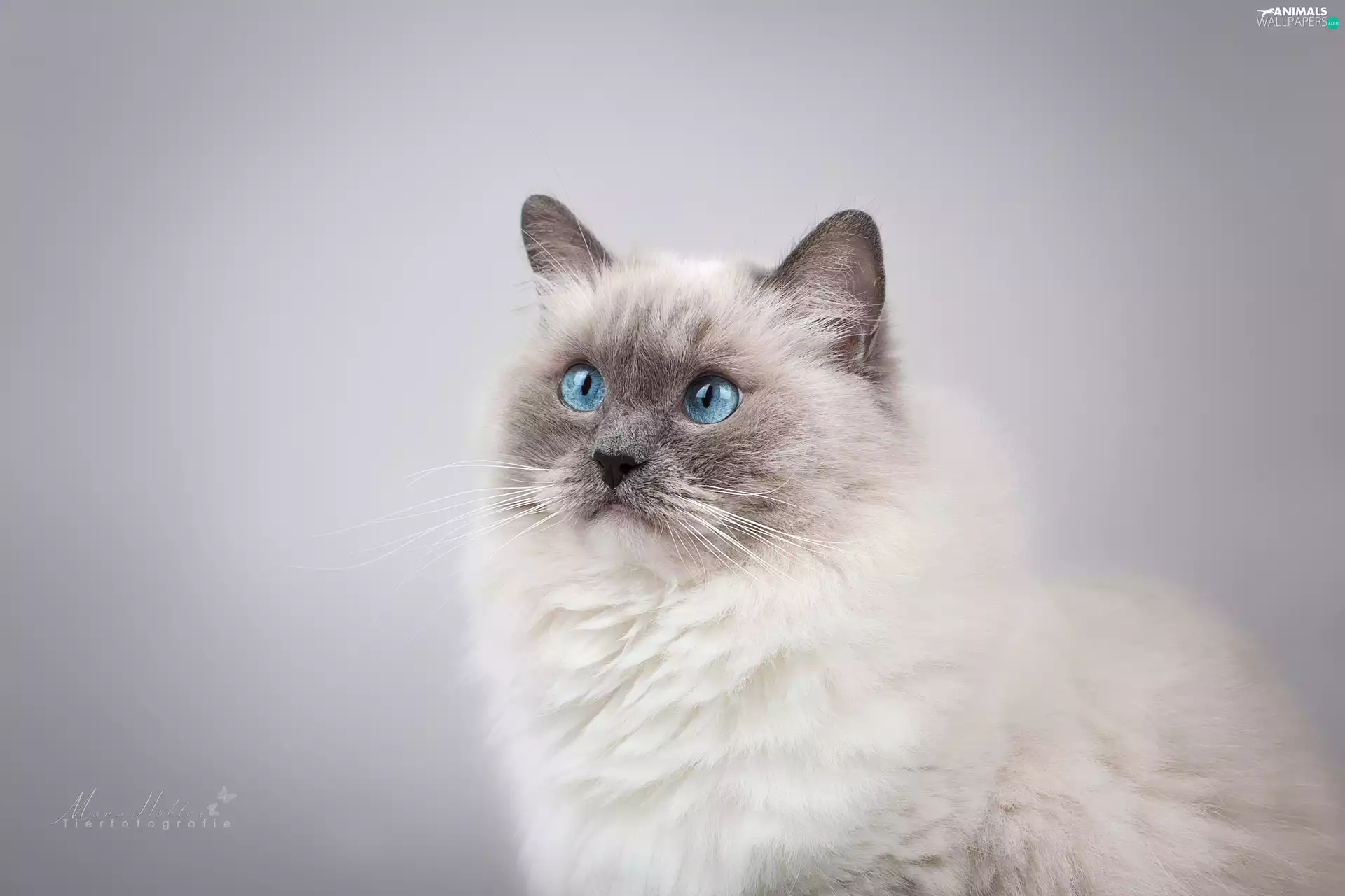 cat, Blue, Eyes, Ragdoll