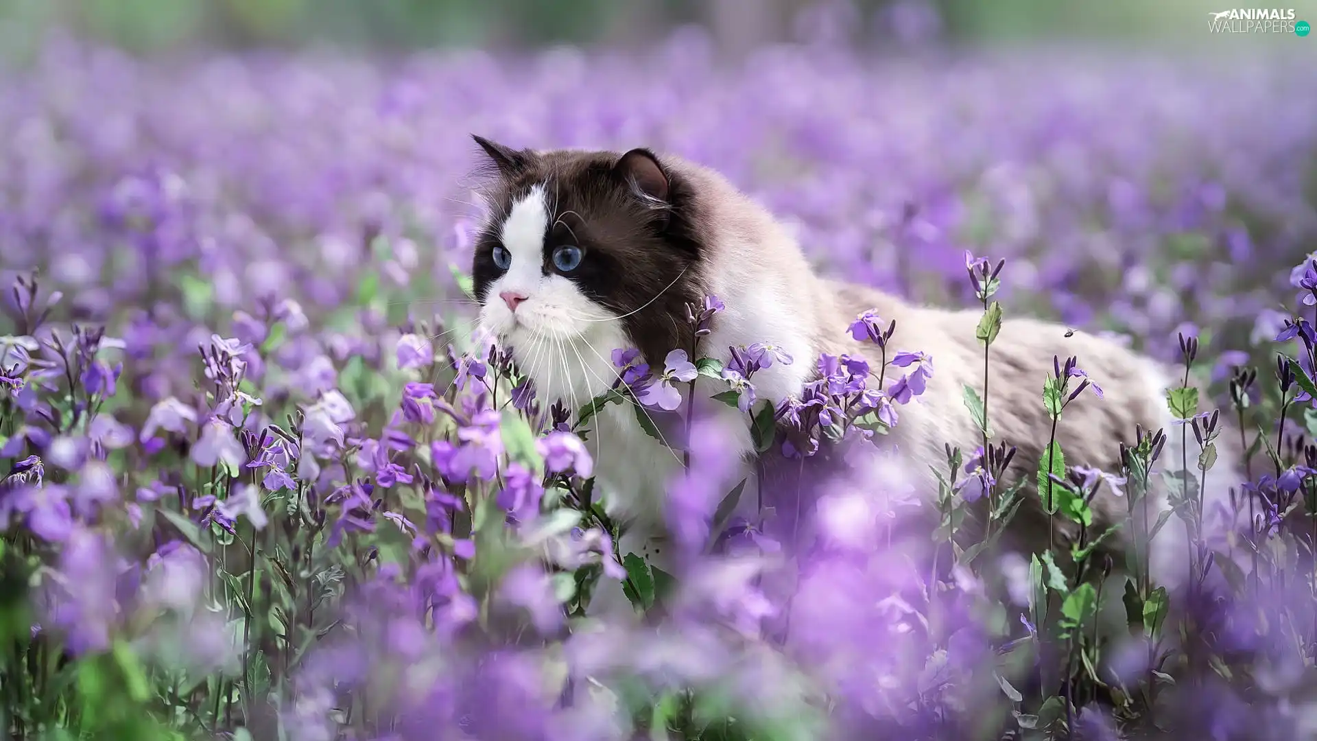 cat, purple, Flowers, Ragdoll