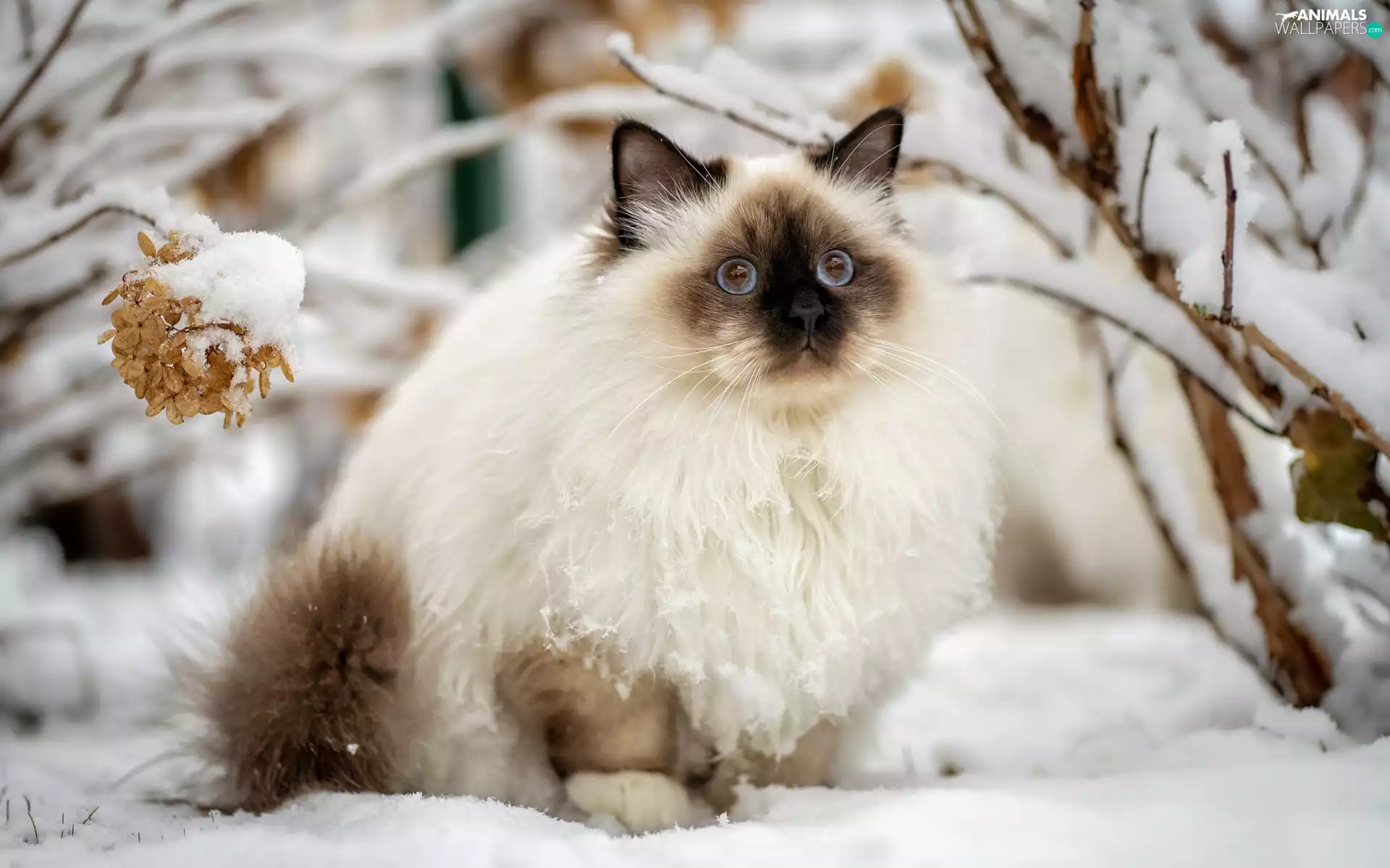 branch pics, winter, Ragdoll, snow, cat