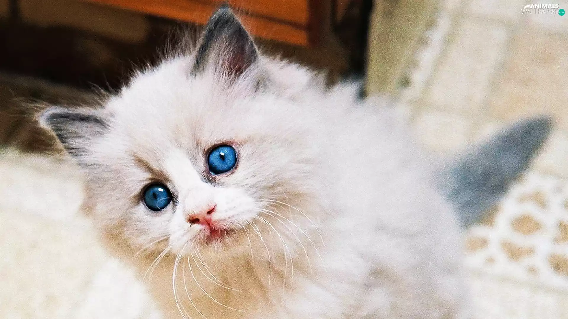 kitten, Blue, Eyes, Ragdoll