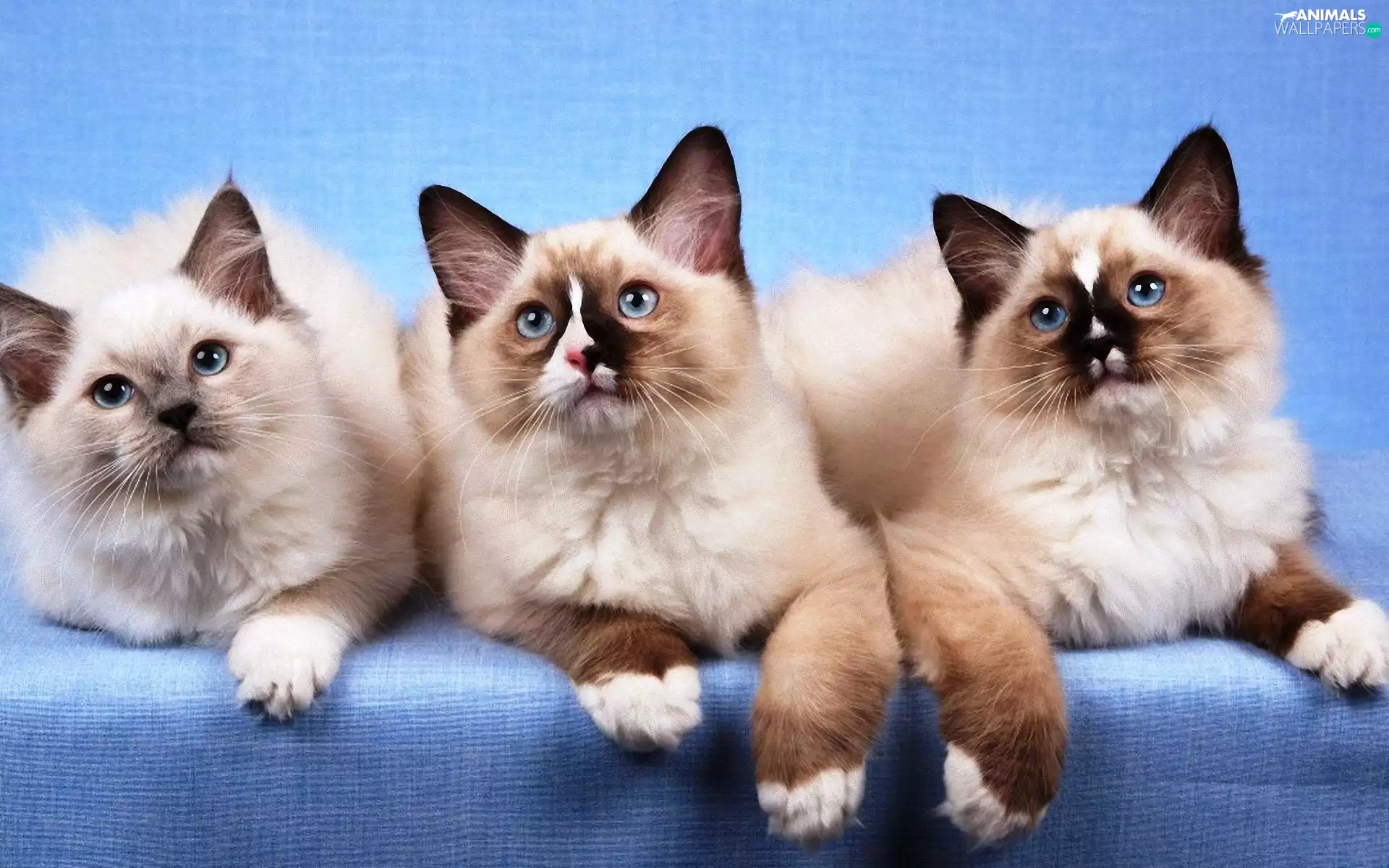 Ragdoll, Three, puss