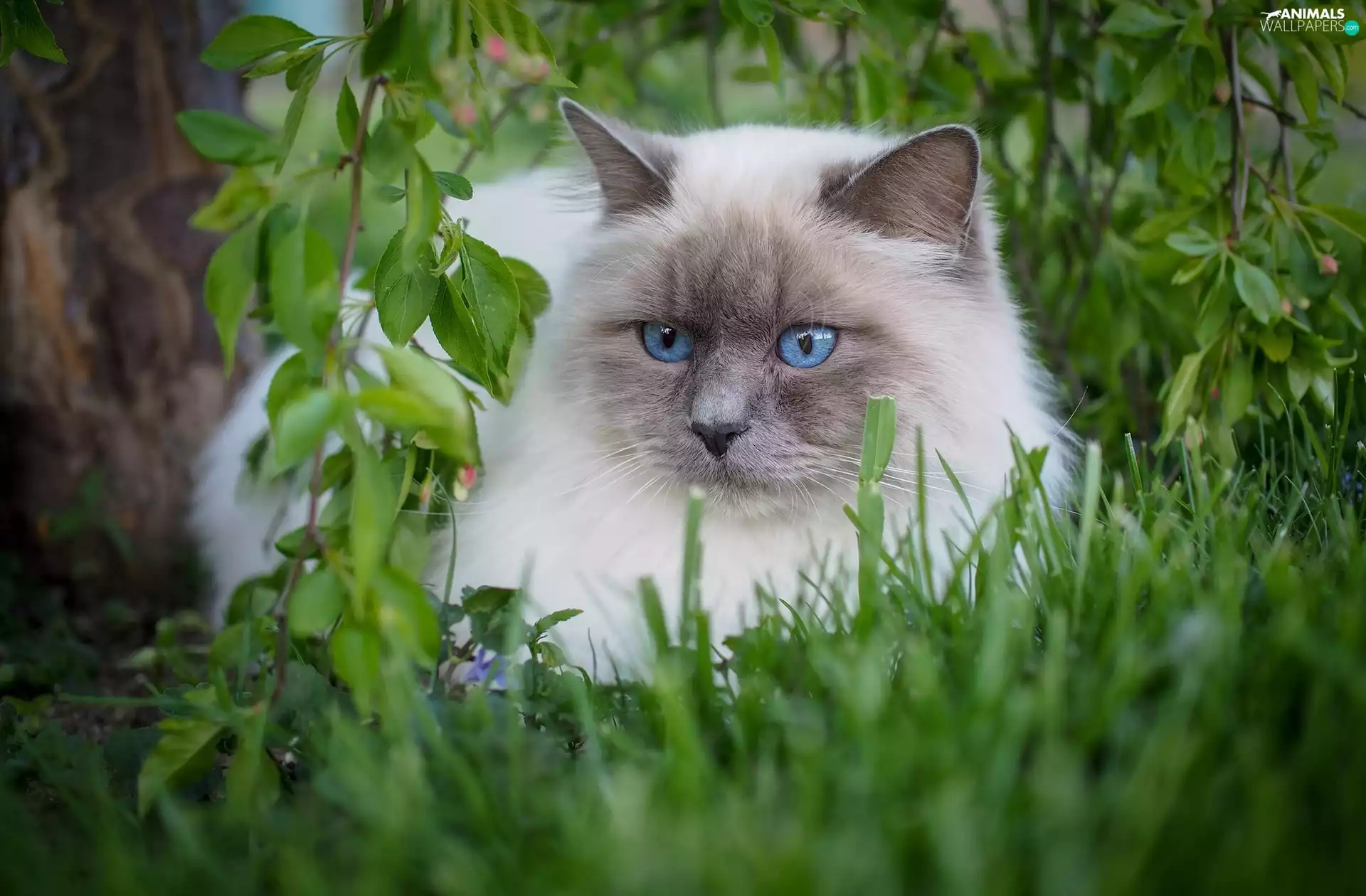 Ragdoll Cat, fluffy, Eyes, grass, Blue, white and gray