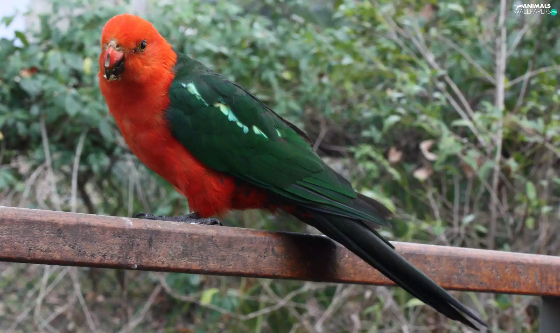 Royal pokeweed, hand-rail