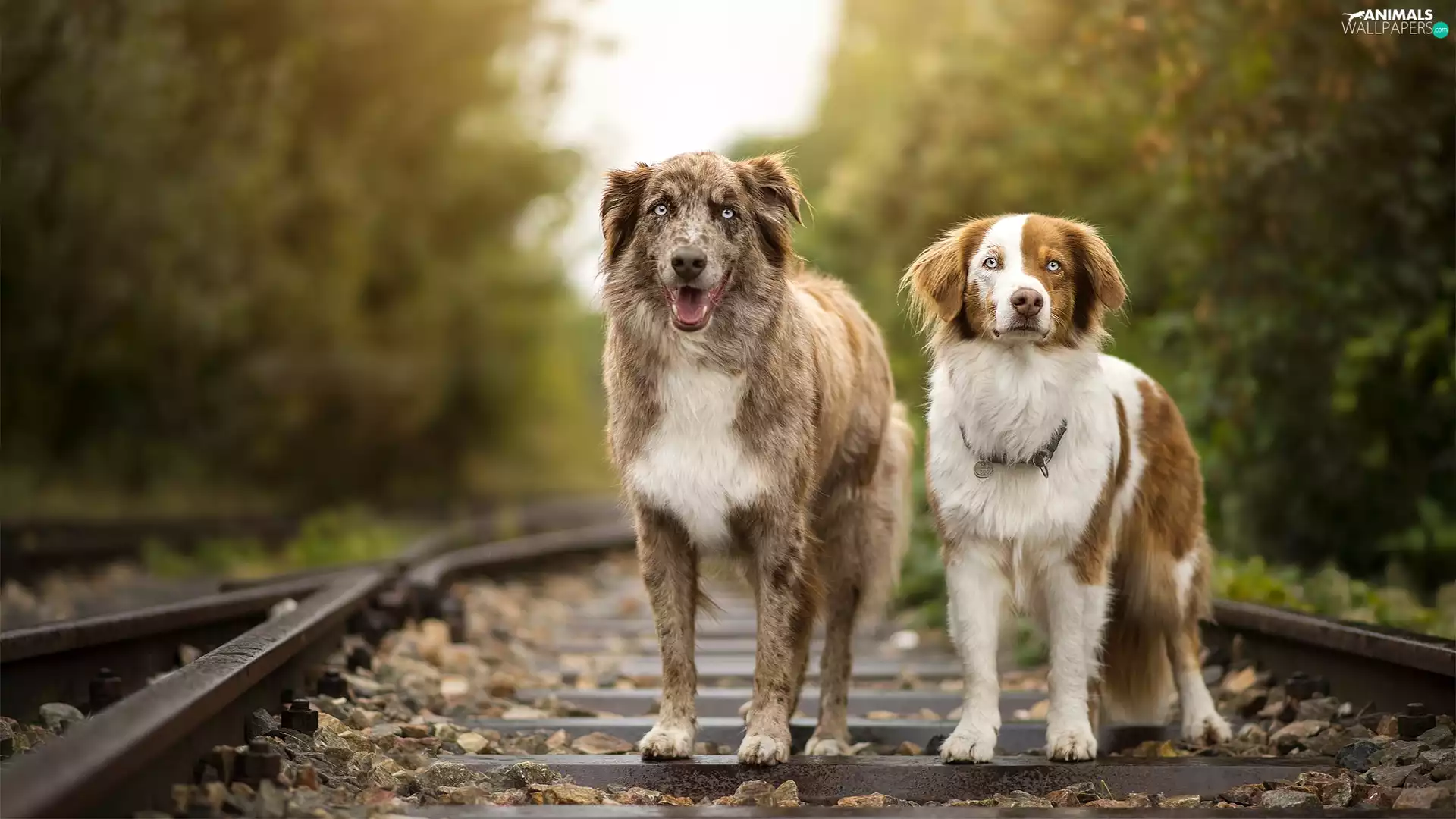 Dogs, ##, railway, Australian Shepherd