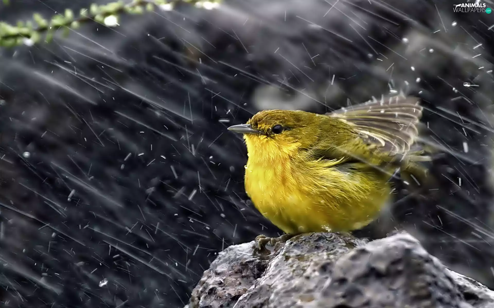 Rain, Yellow, birdies