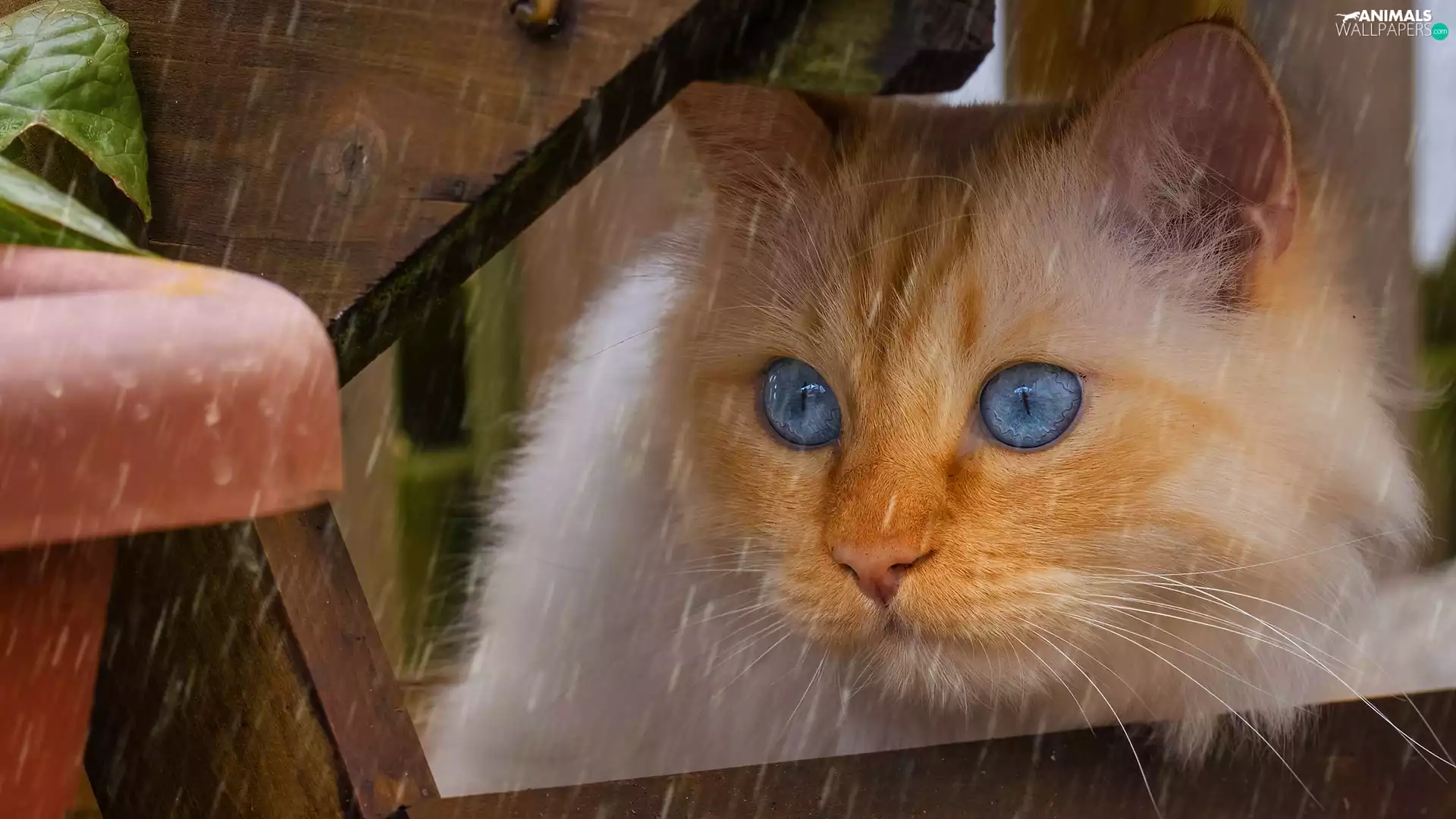 Bench, Rain, cat, boarding, ginger