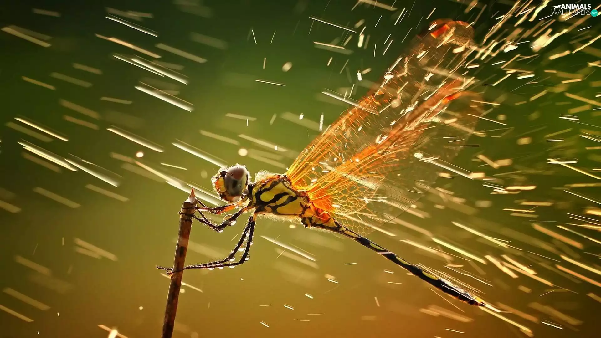Close, dragon-fly, Rain