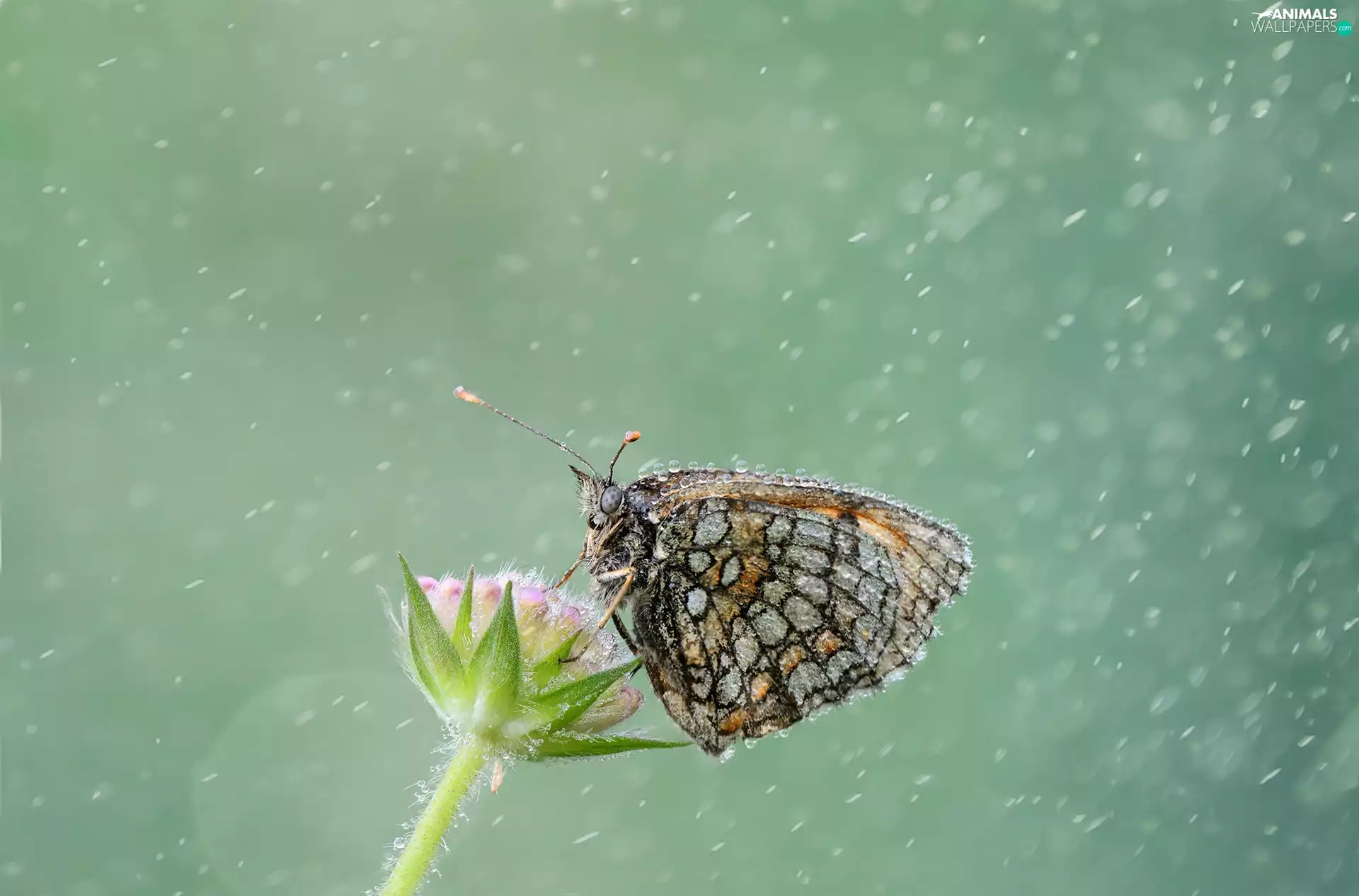 Colourfull Flowers, butterfly, Rain