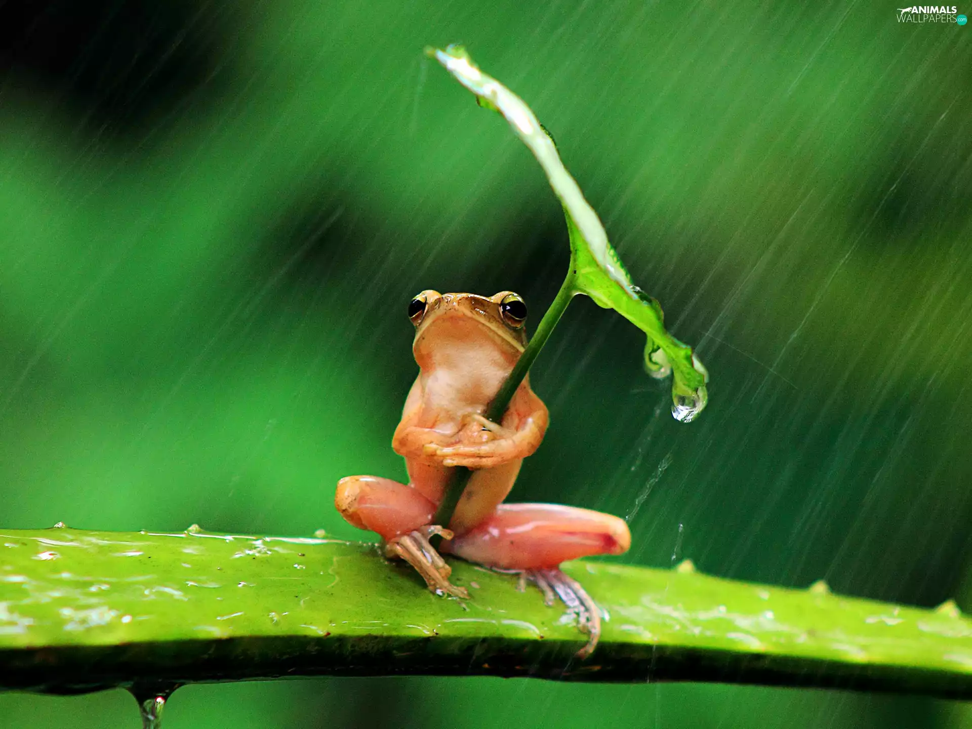 leaf, strange frog, Rain