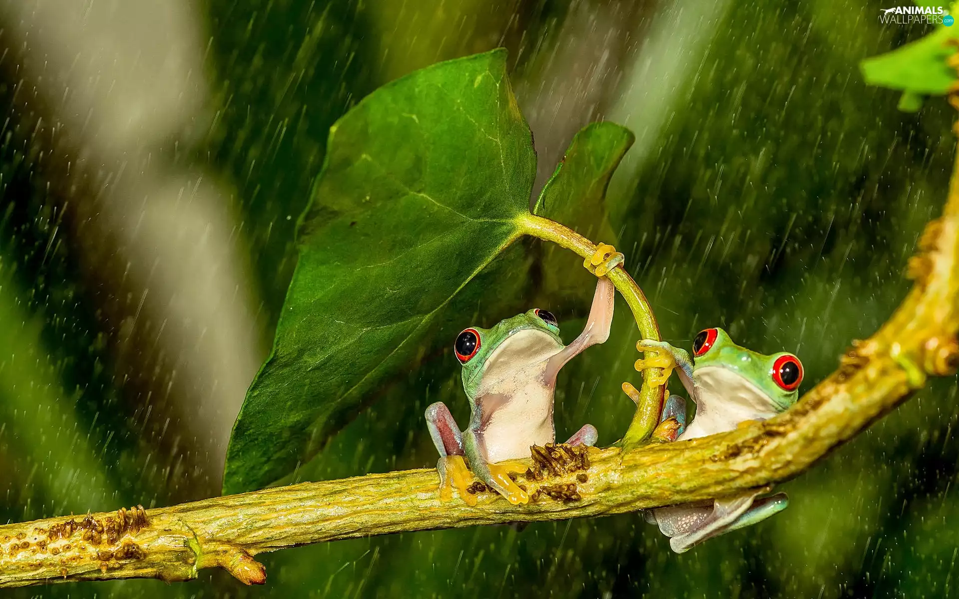 Rain, frogs, leaf