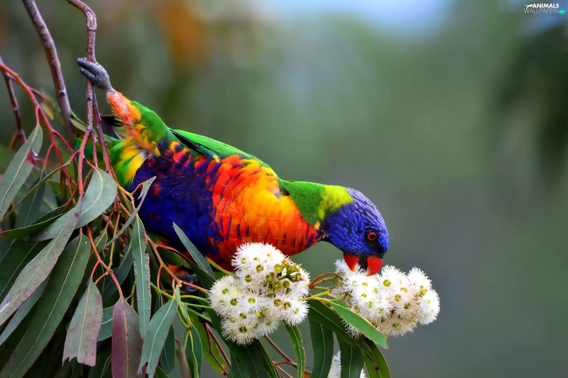 Mountain Rainbow Lorikeet, Coloured, parrot