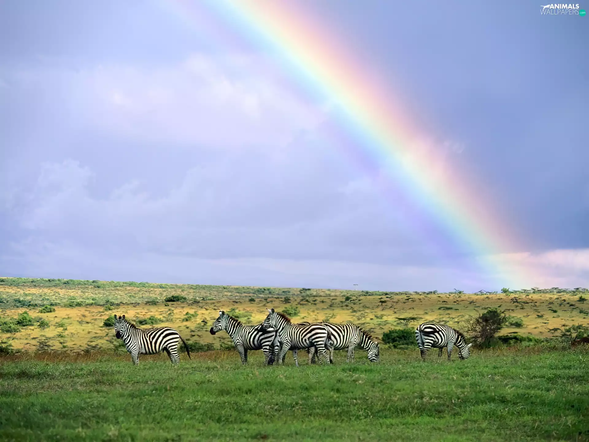 Sky, Zebra, Great Rainbows
