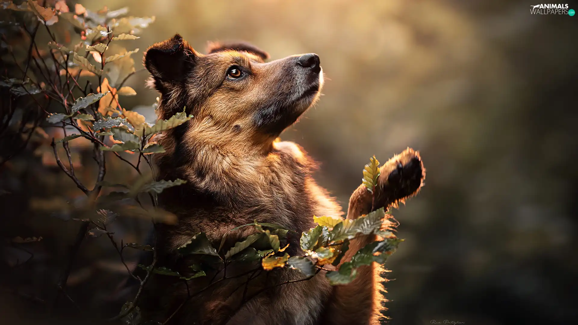 Twigs, Leaf, The raised, pud, dog