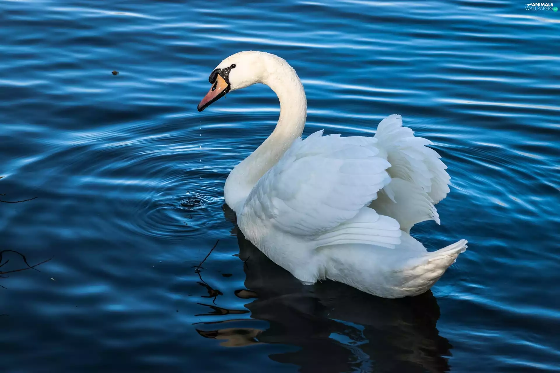 Swans, wings, water, raised