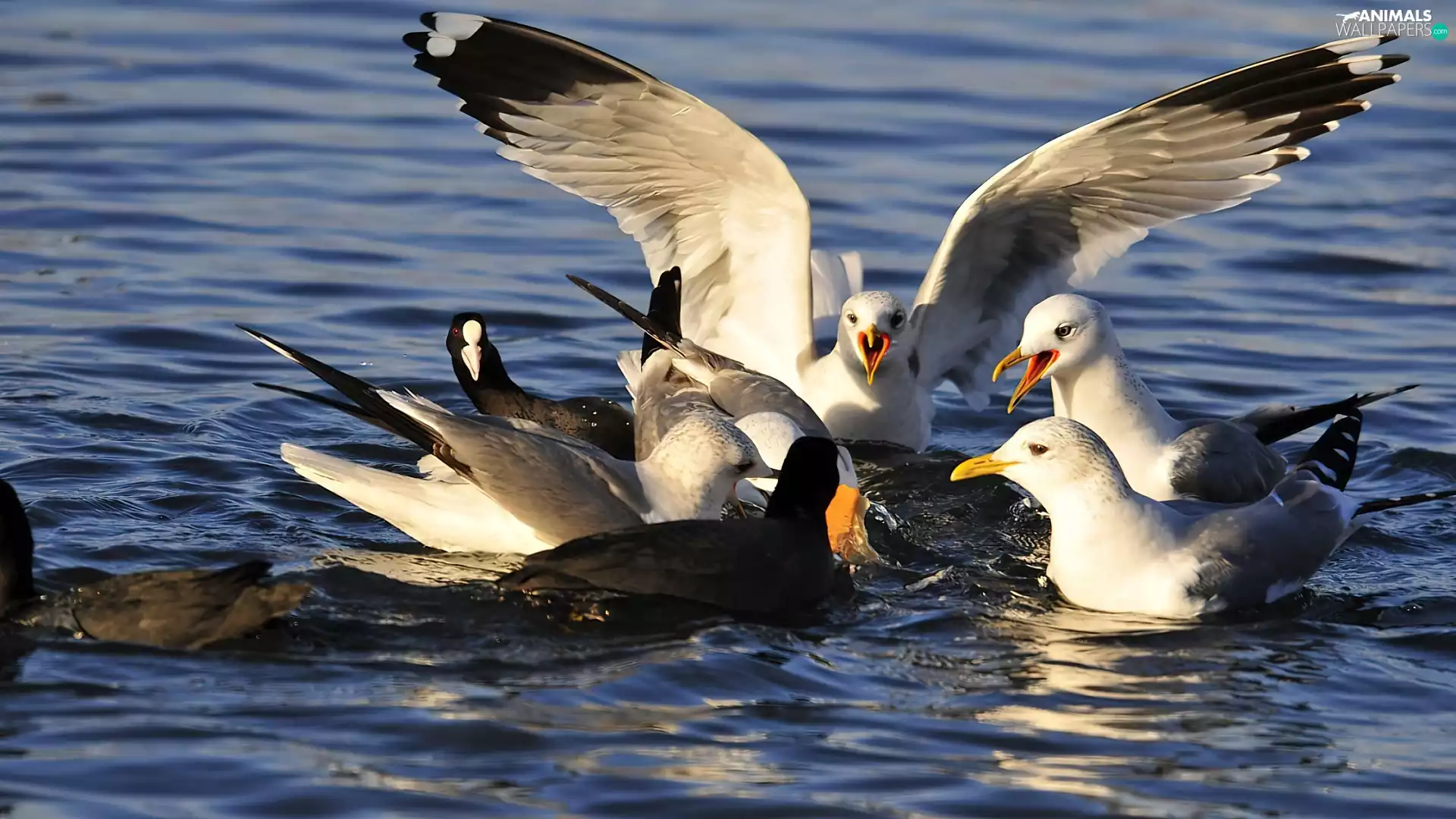 rally, gulls, water