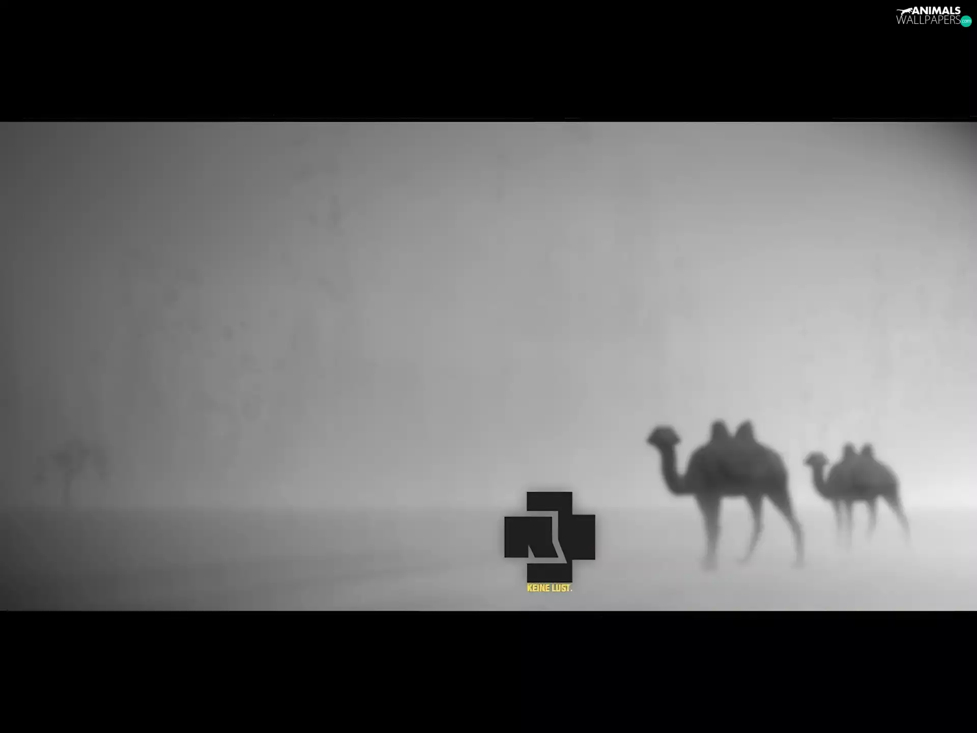 Rammstein, Camel