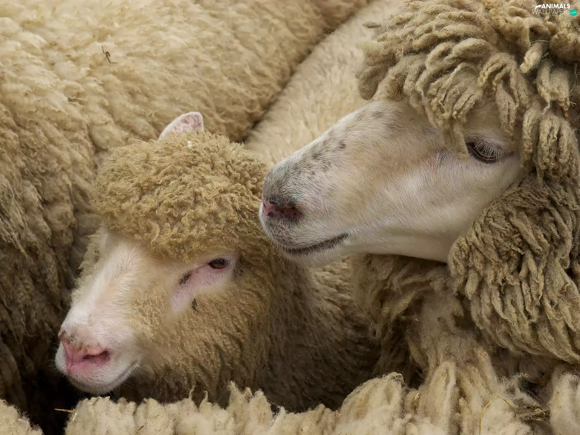 Sheep, fleece, wool, rams