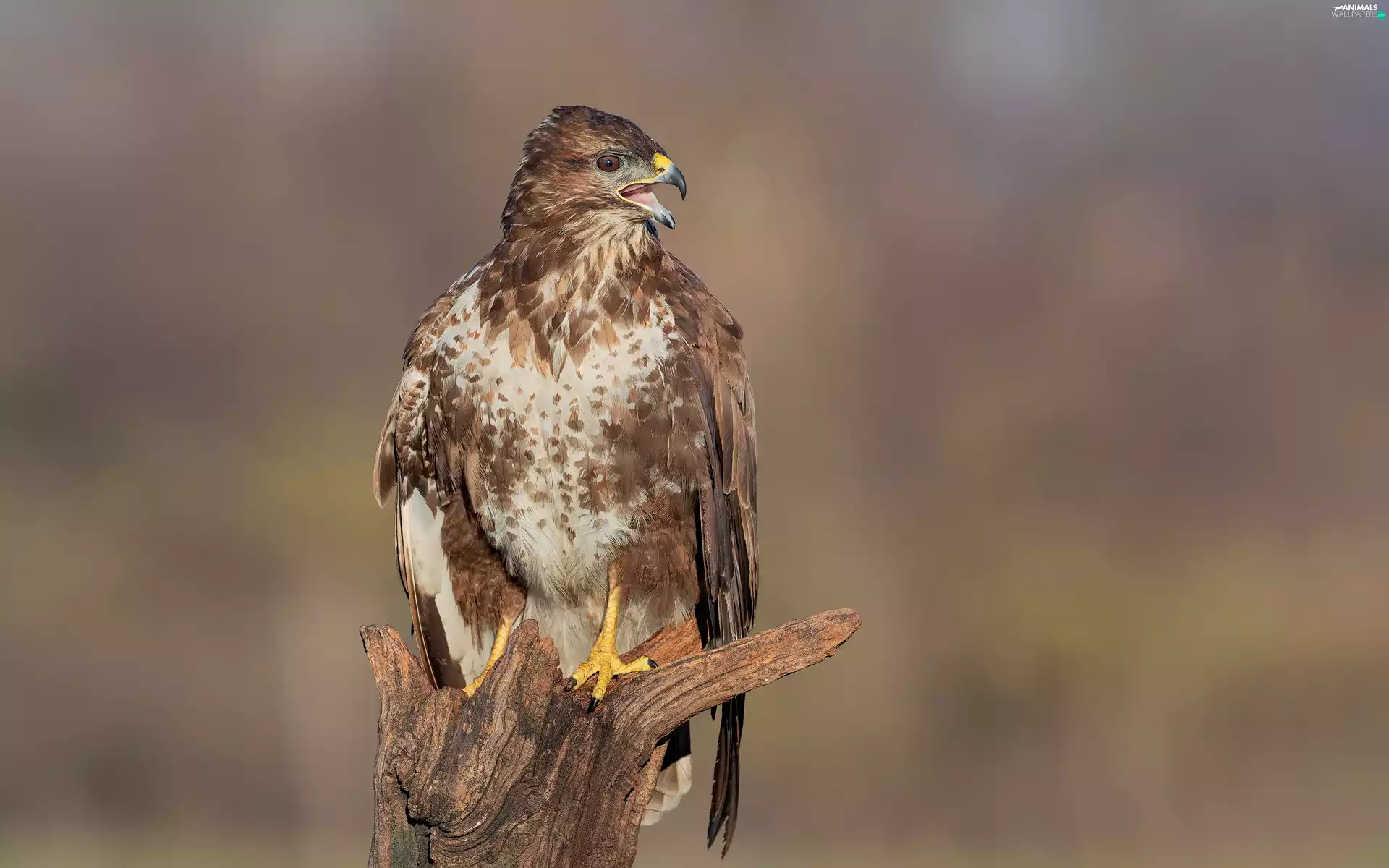 trunk, Bird, blur, rapprochement, trees, Common Buzzard