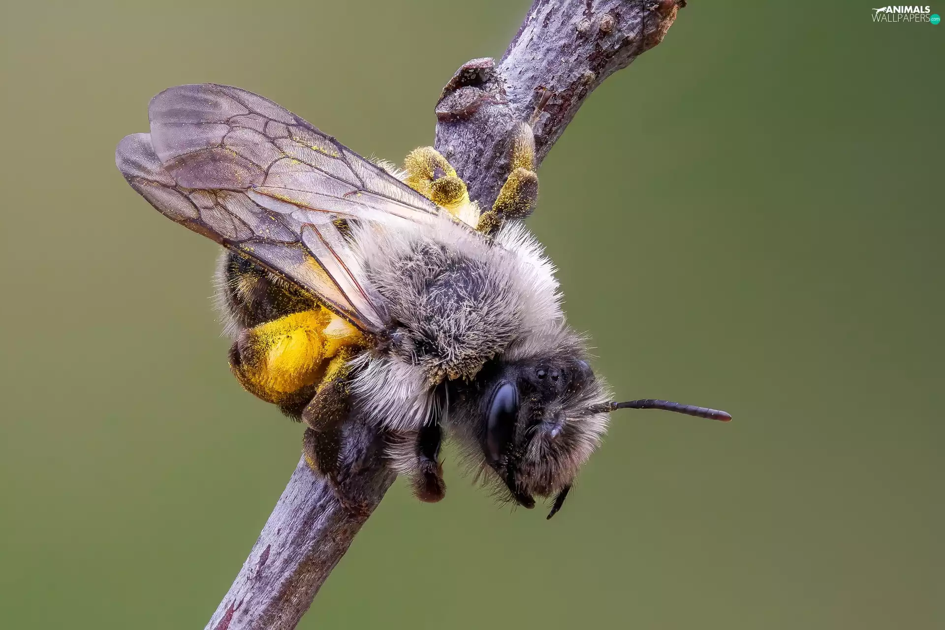 bee, rapprochement, Close, Mining Bee