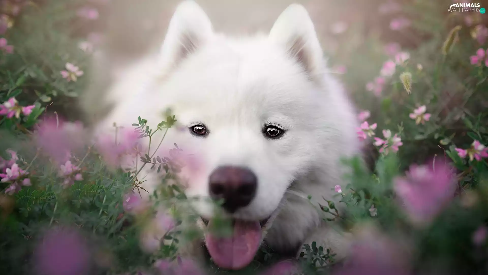 Flowers, rapprochement, dog, Samojed, White