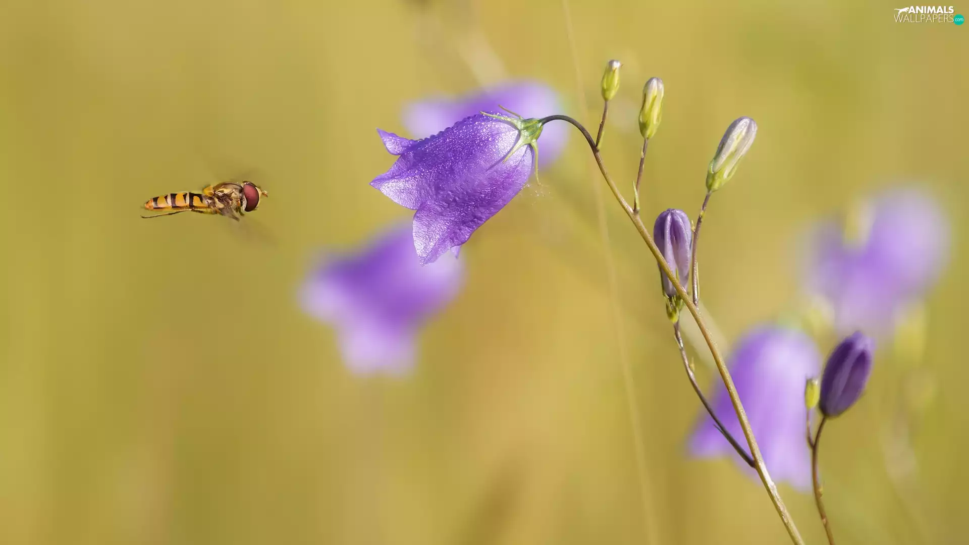 Marmalade Hoverfly, Harebell, rapprochement, Colourfull Flowers