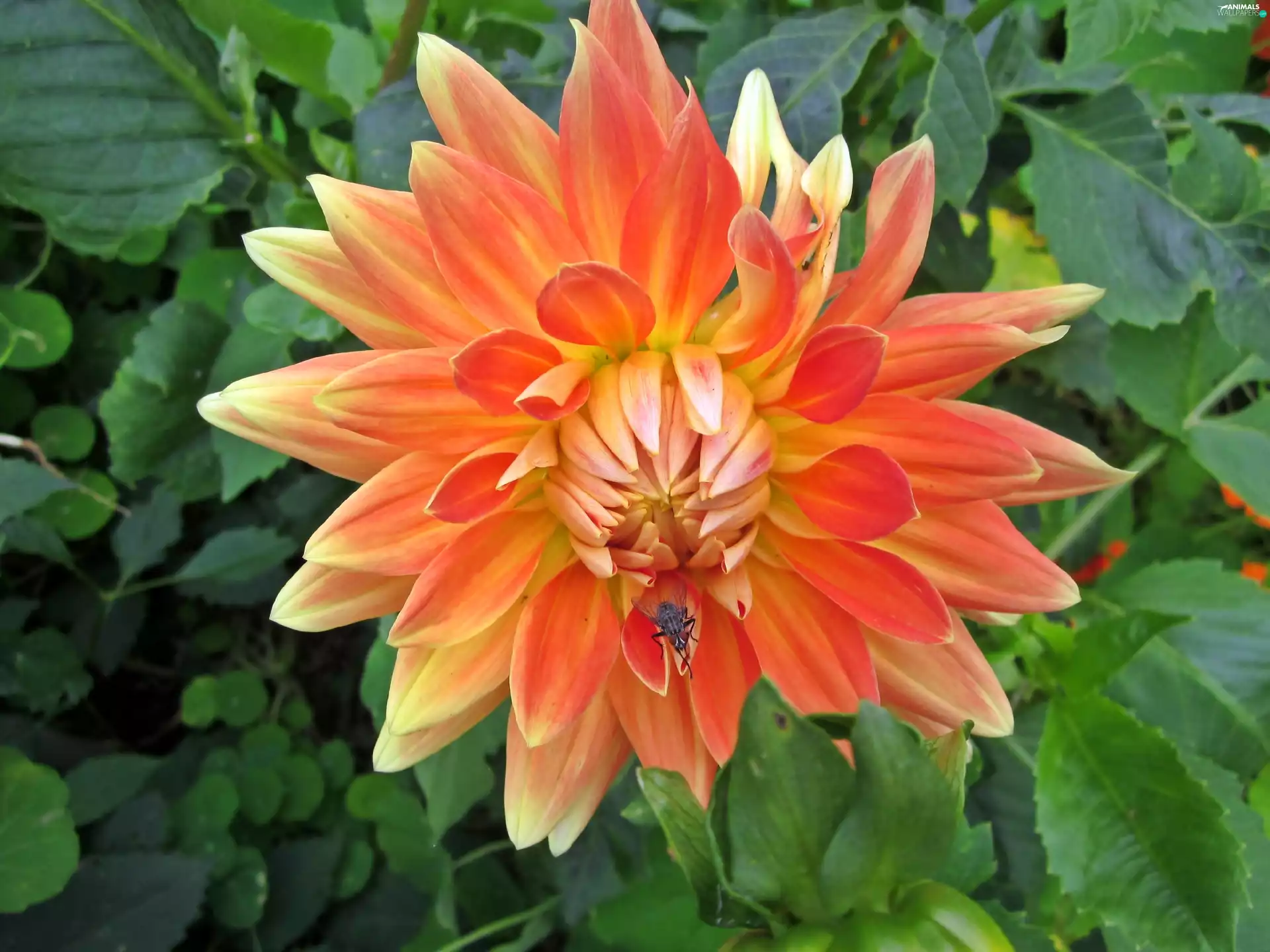 rapprochement, Dalia, fly