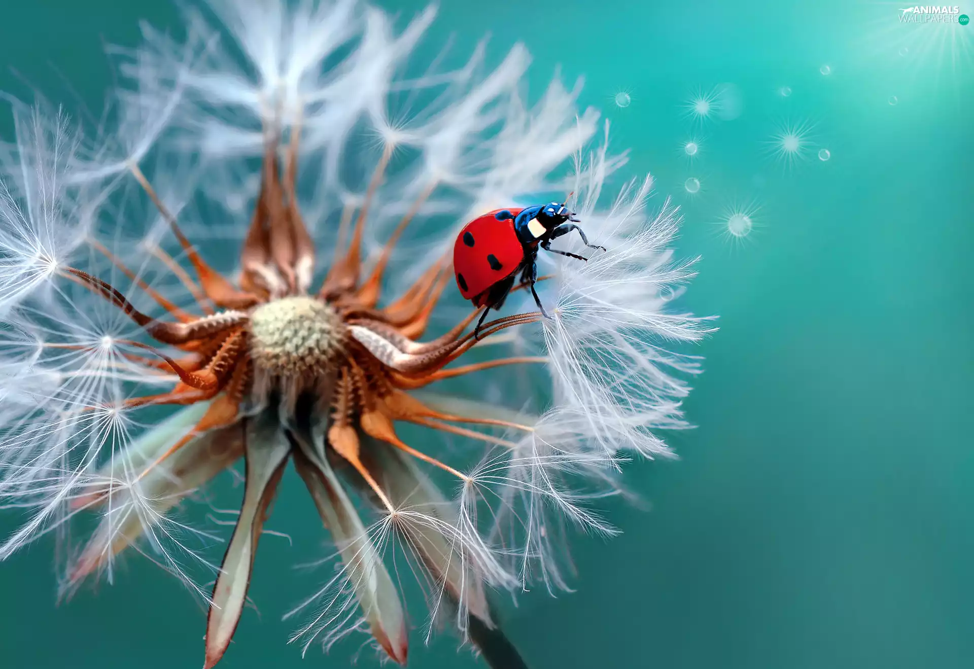 rapprochement, dandelion, ladybird