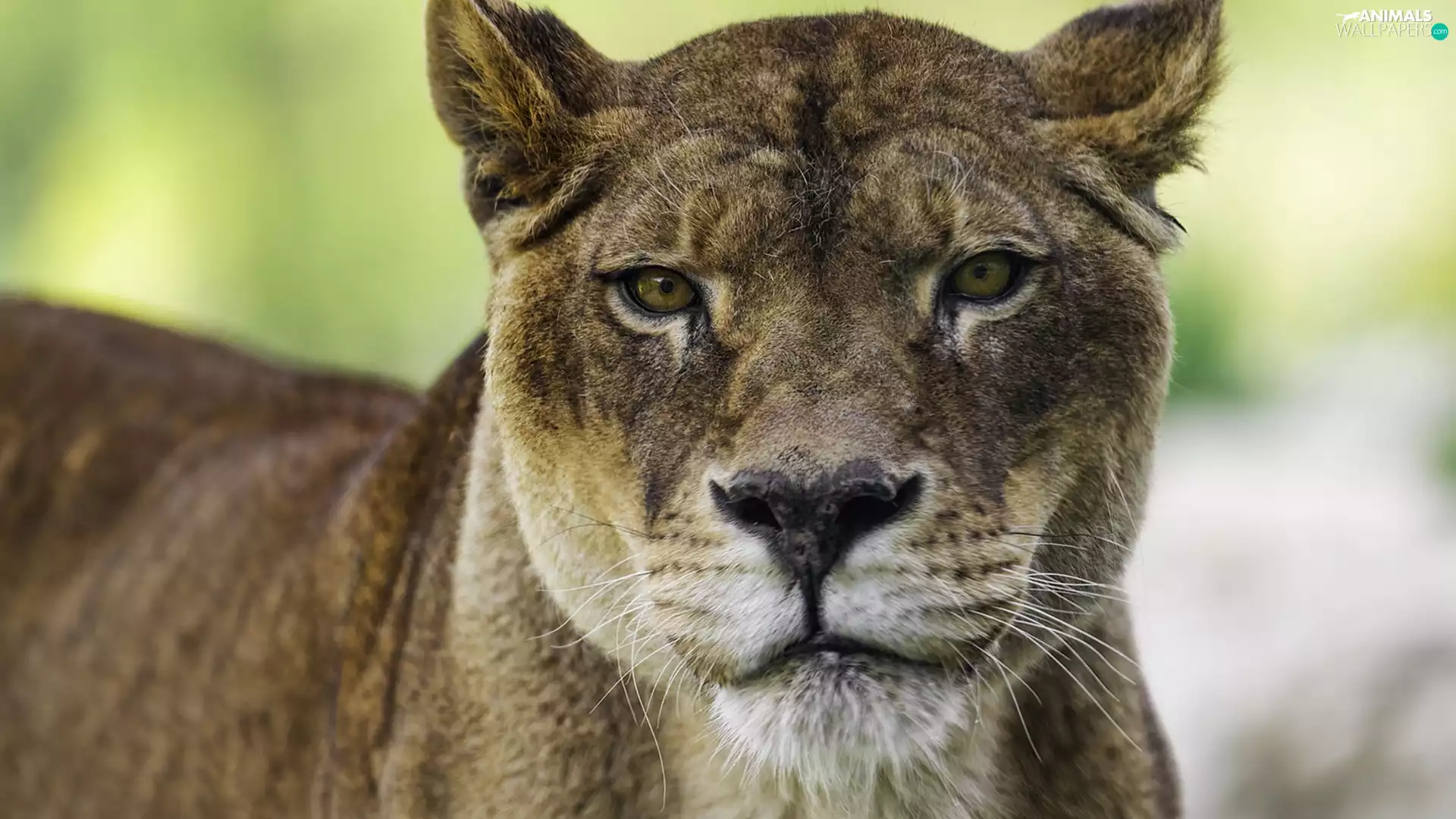 rapprochement, Lion, Lioness