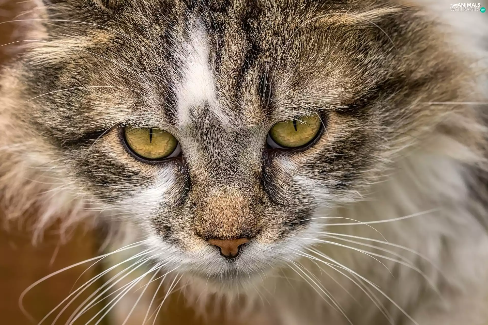 rapprochement, cat, mouth