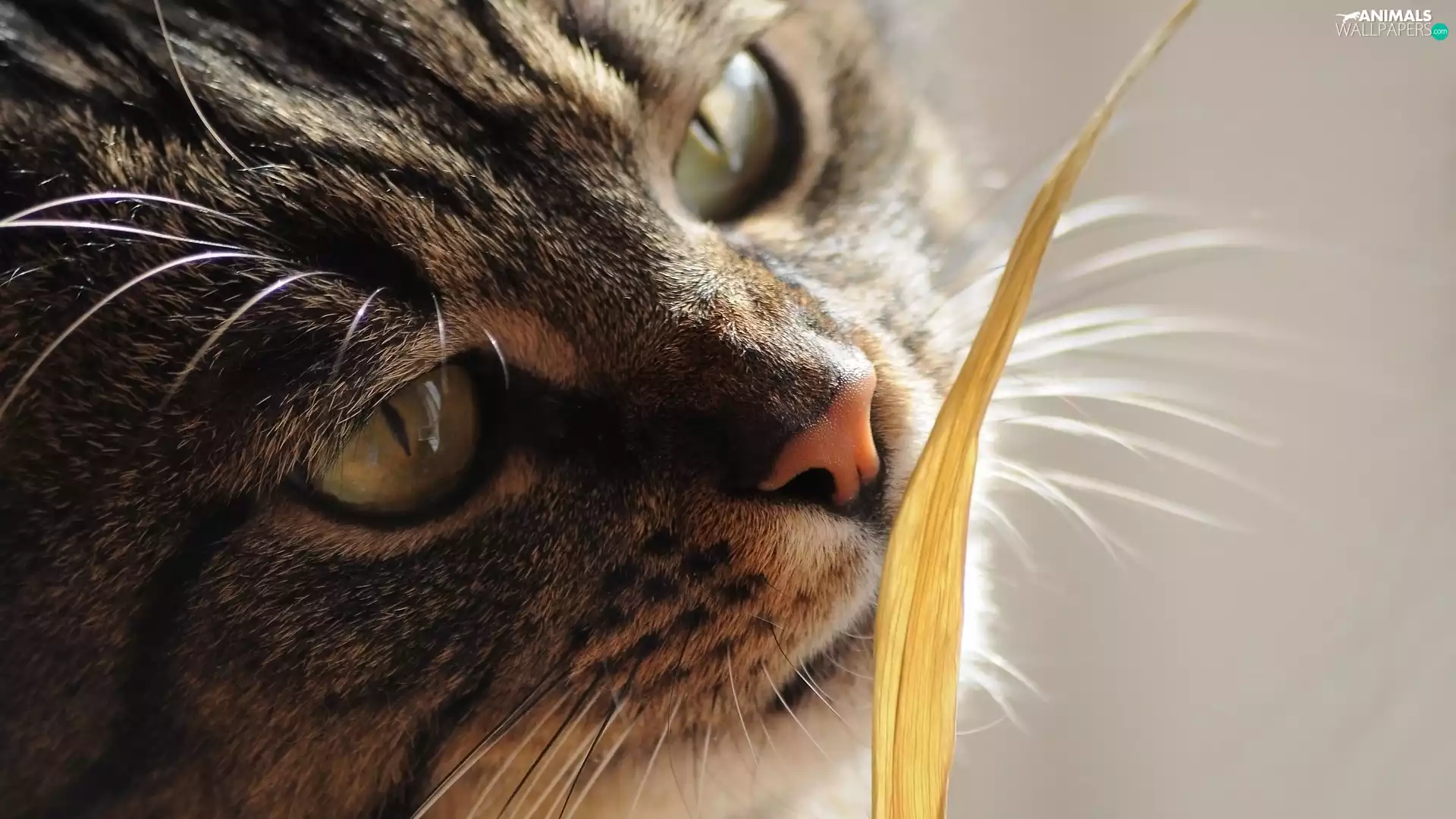 grass, rapprochement, muzzle, stalk, cat