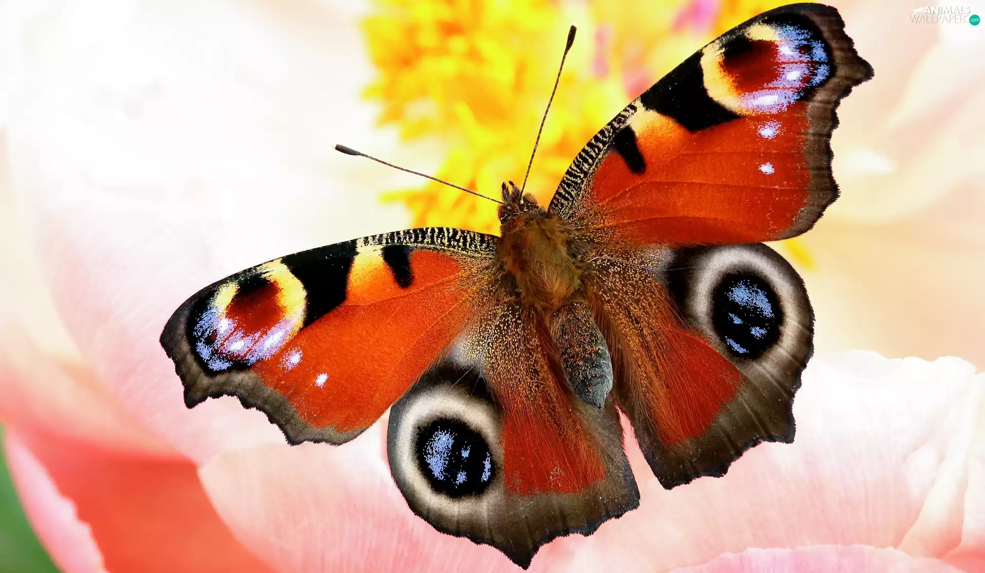 rapprochement, butterfly, Peacock