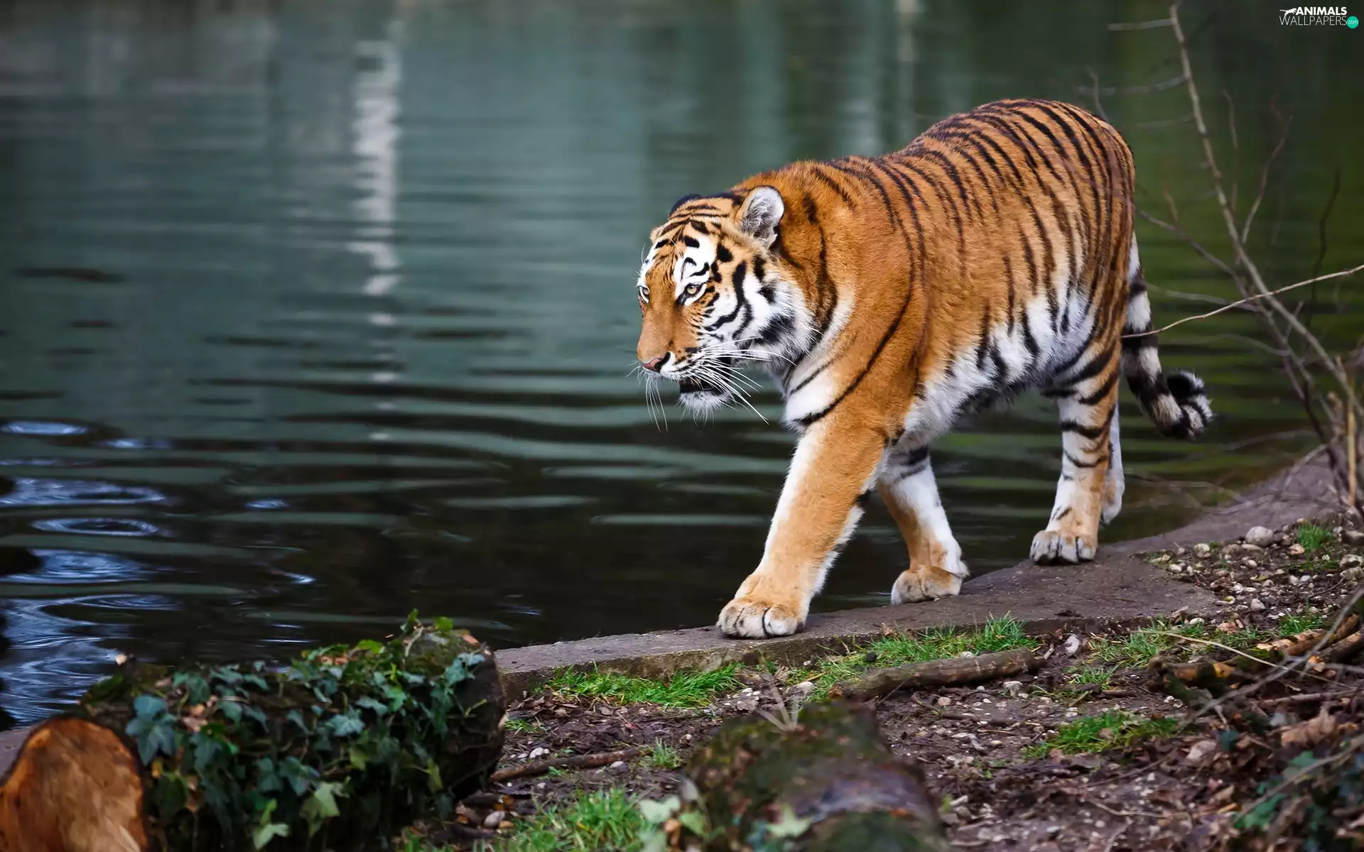 rapprochement, tiger, River