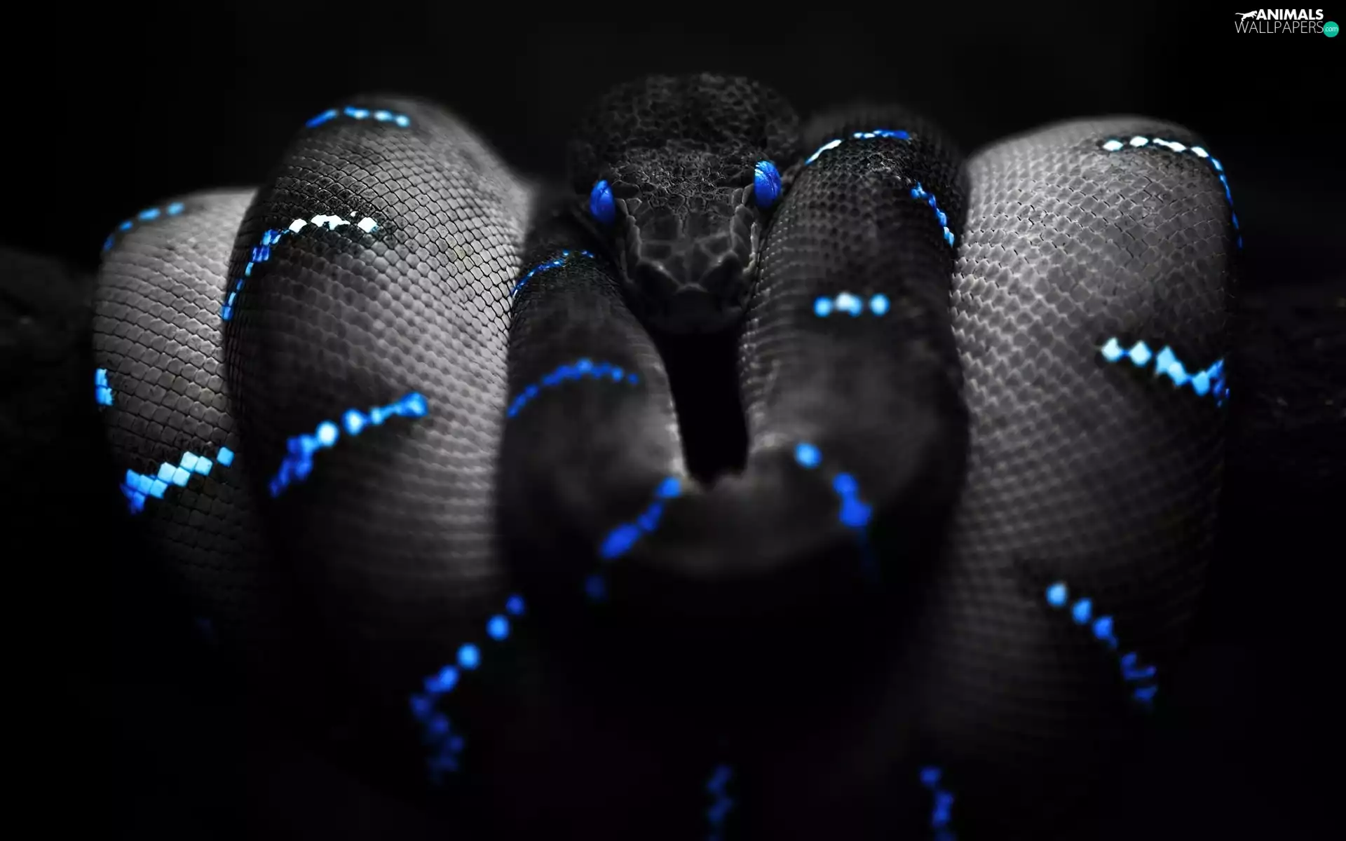 Eyes, rapprochement, Snake, Blue, Gray