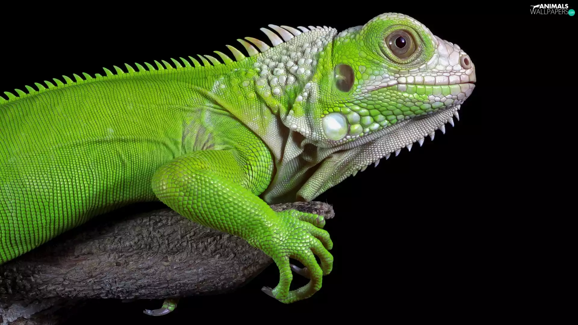 Iguana, rapprochement, trees, Green Iguana