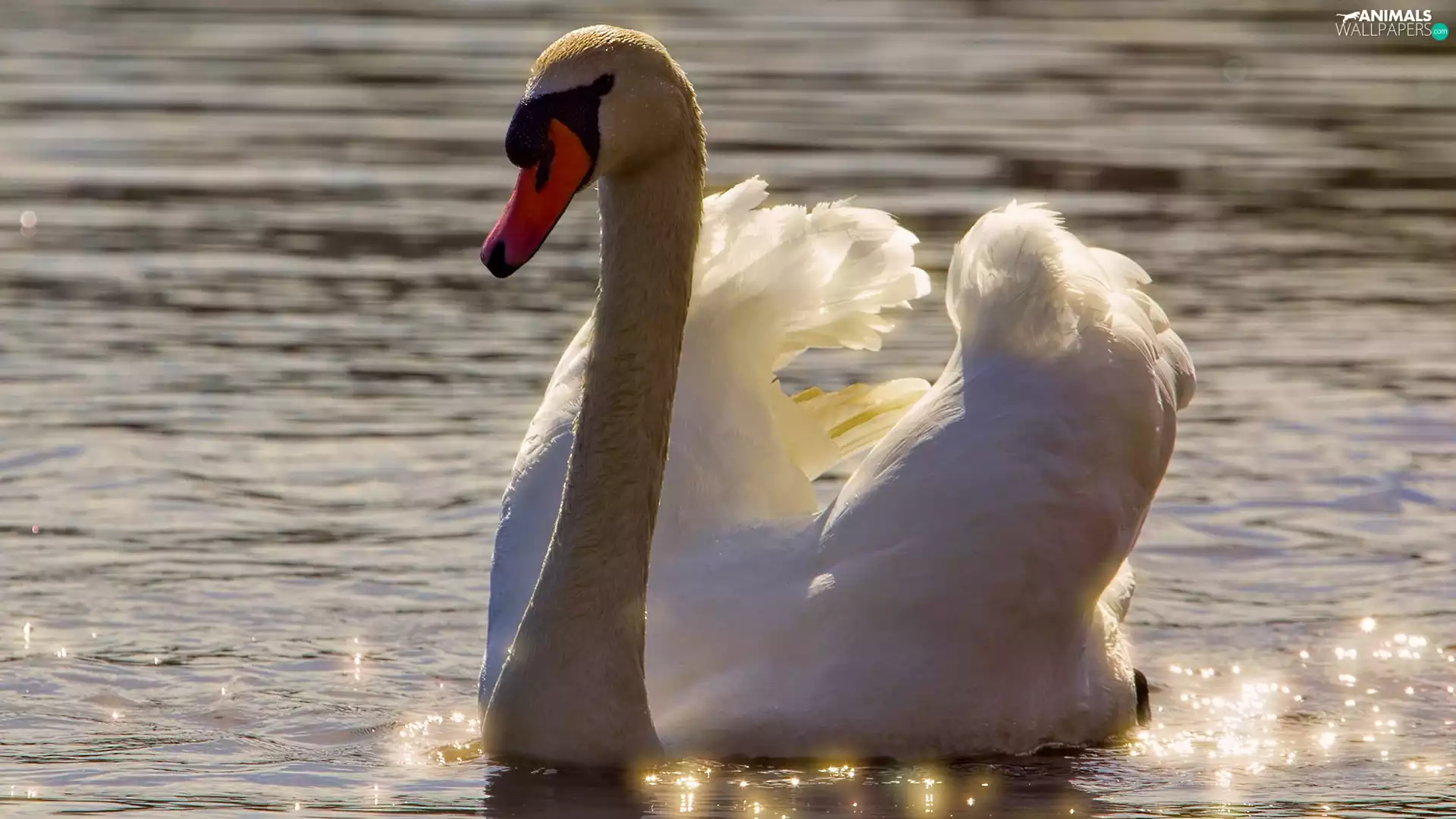 rapprochement, Swans, water