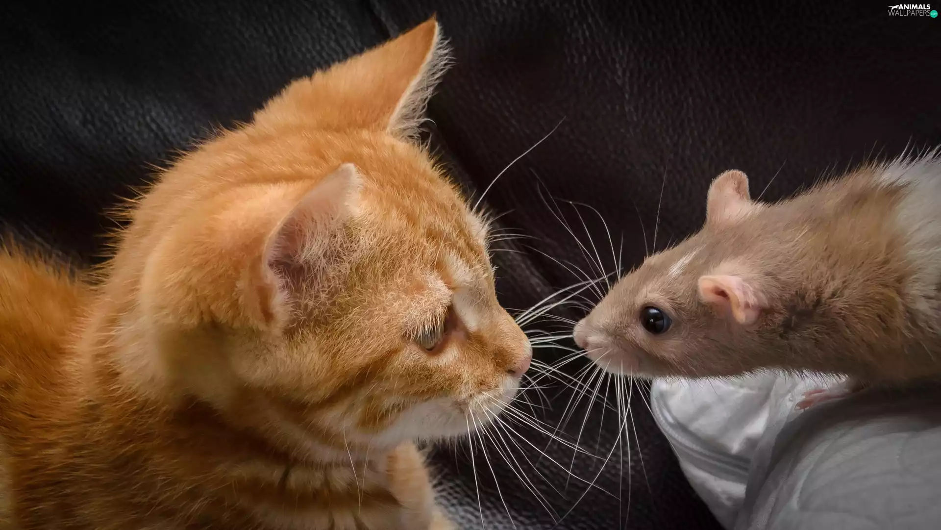 rat, ginger, kitten