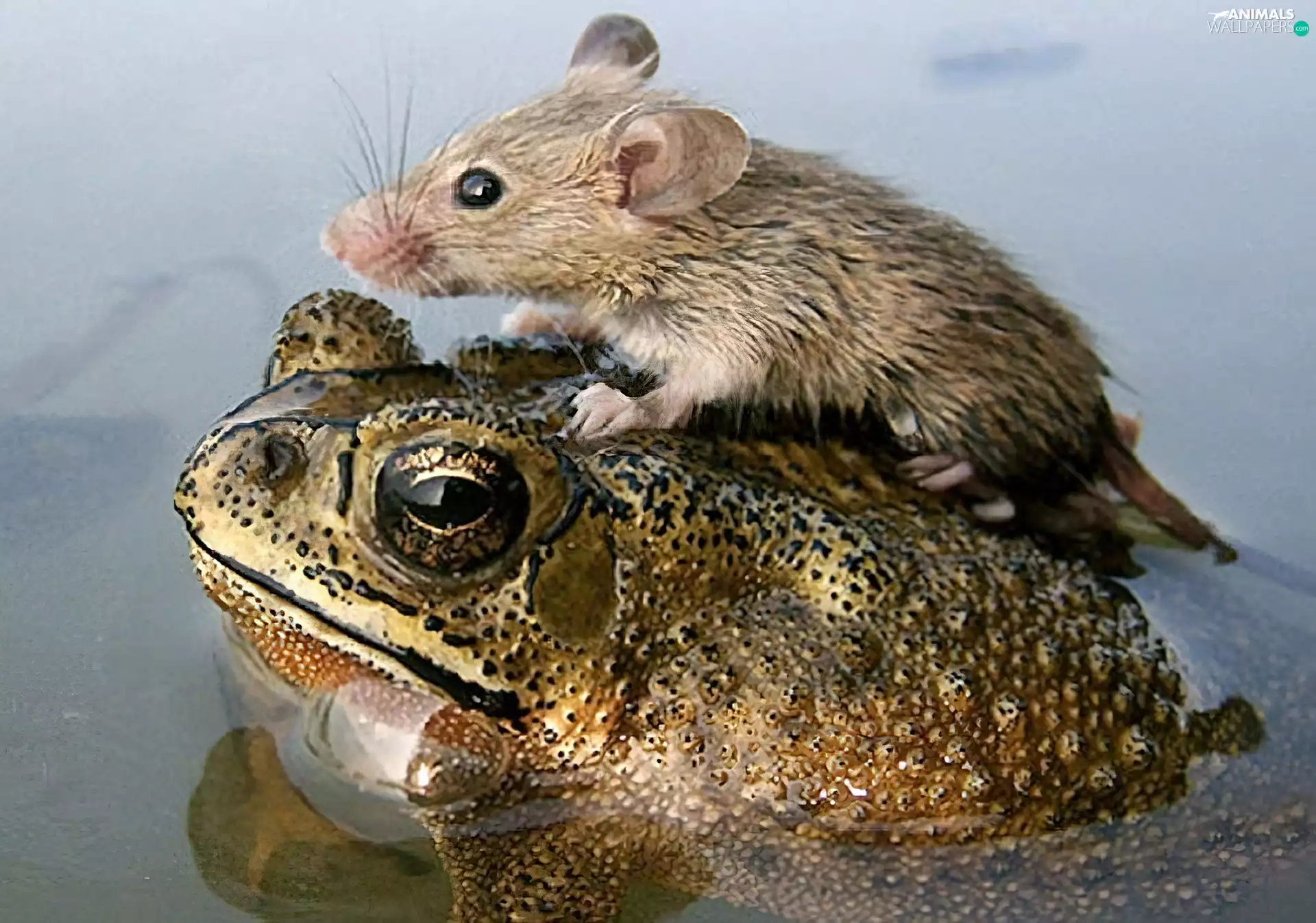 water, strange frog, rat