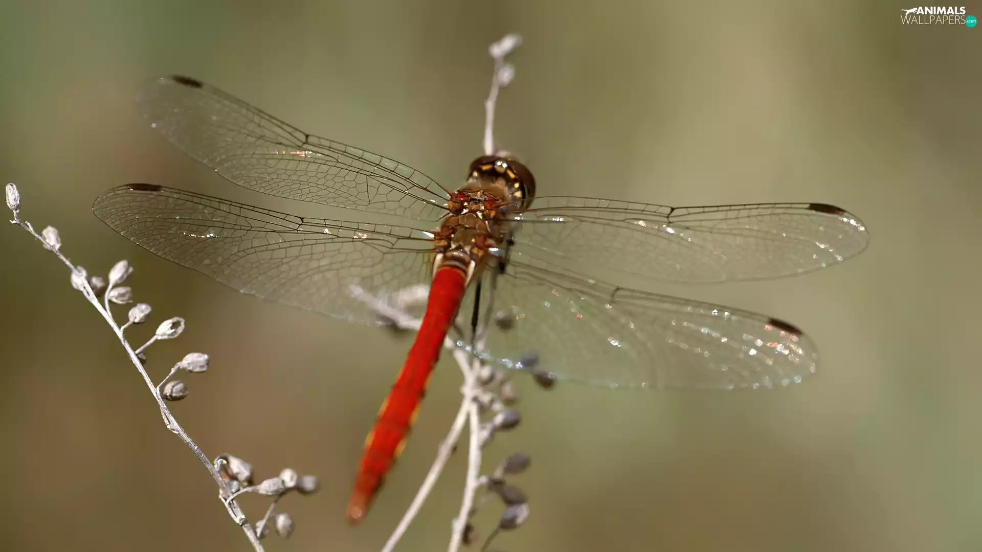 abdomen, dragon-fly, Red