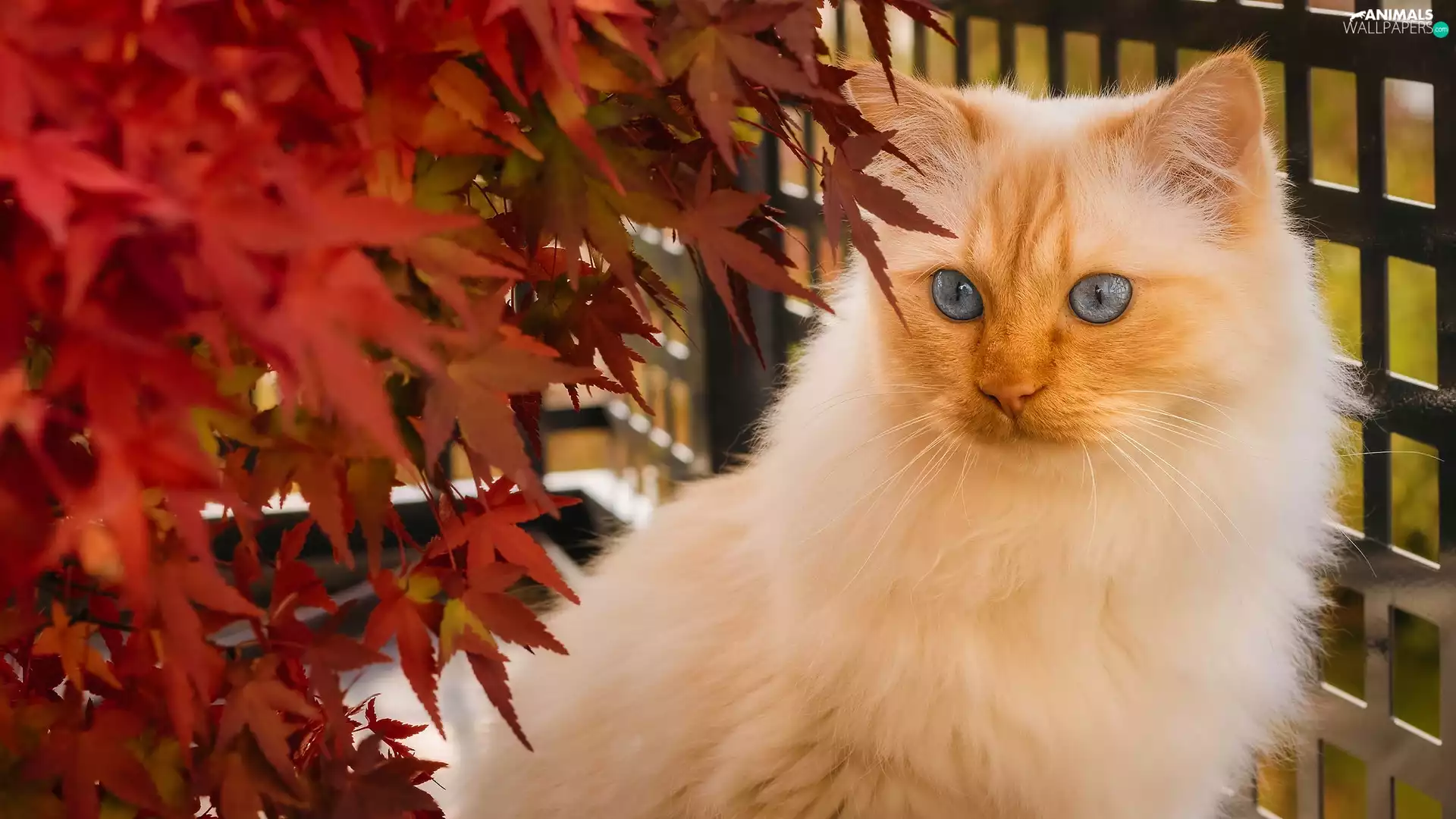 Leaf, Balcony, Blue Eyed, cat, white and red