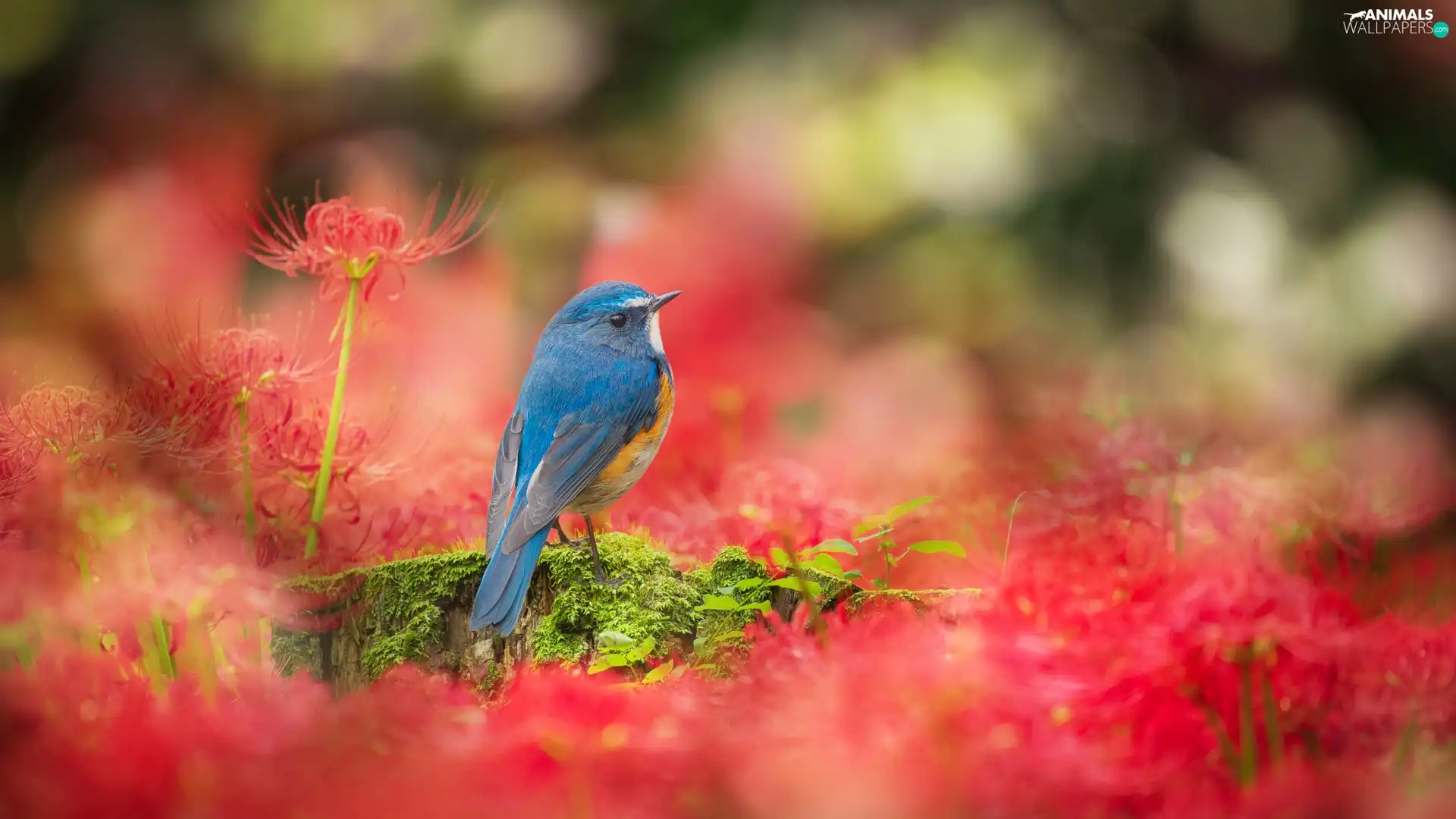 Bird, Flowers, Red, Red-flanked Bluetail