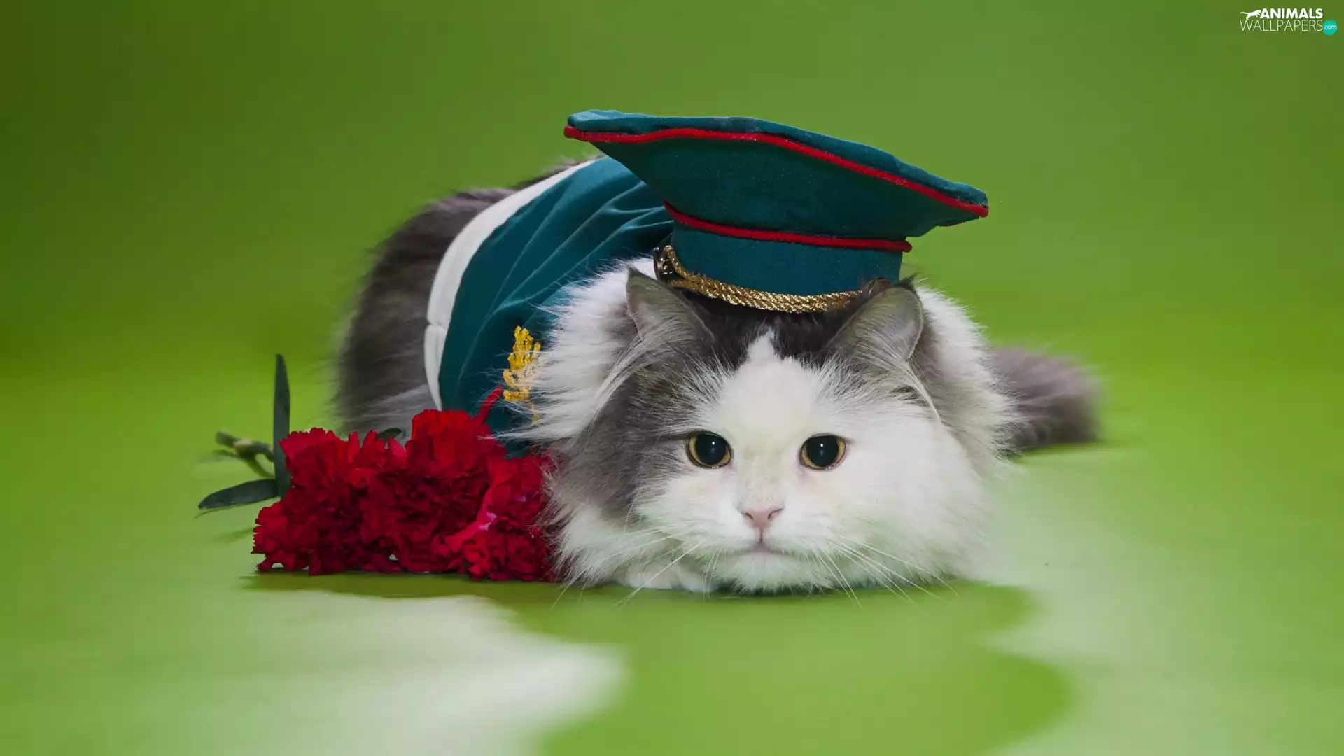 cat, Flowers, Hat, Red