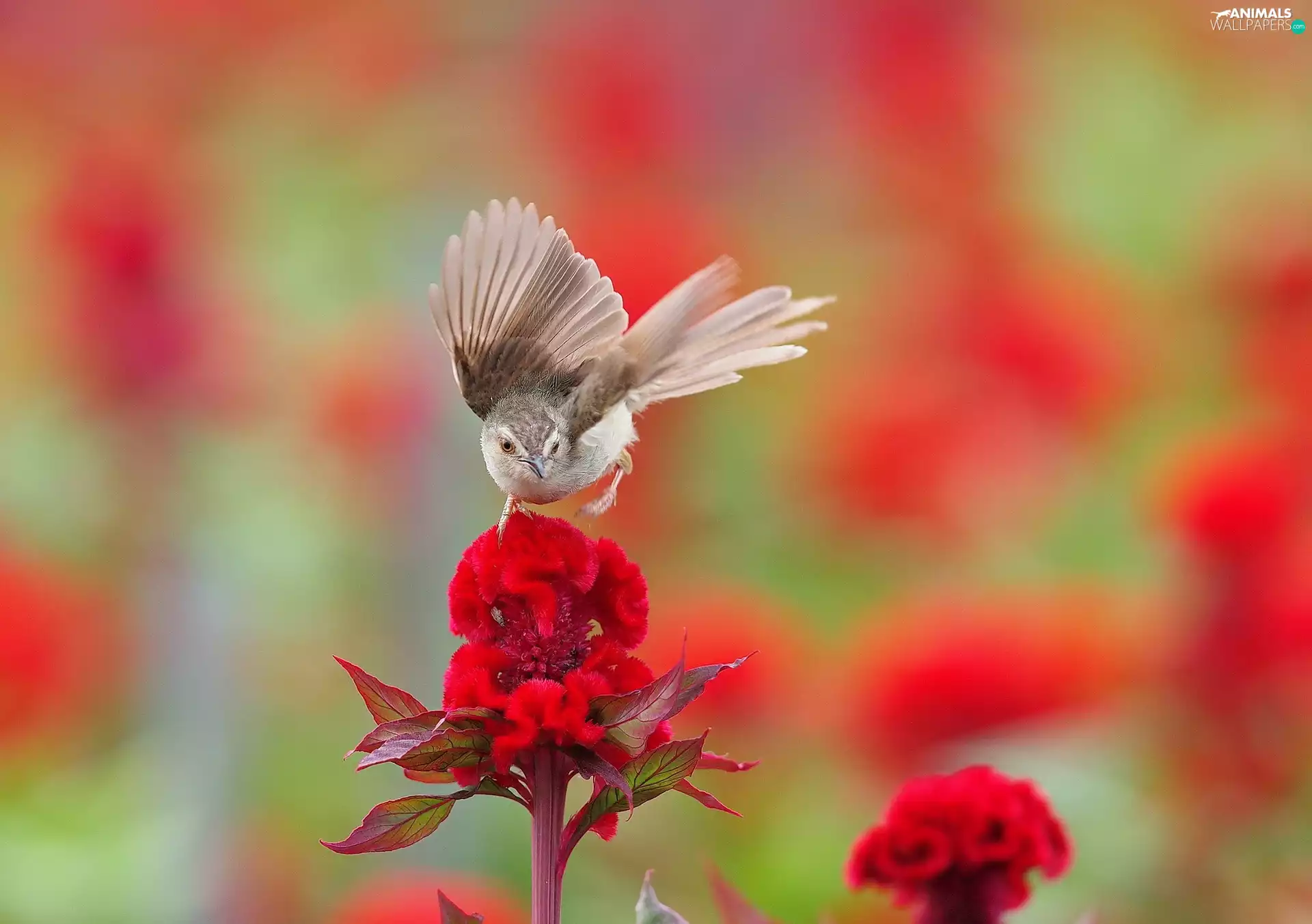 Colourfull Flowers, Bird, Red