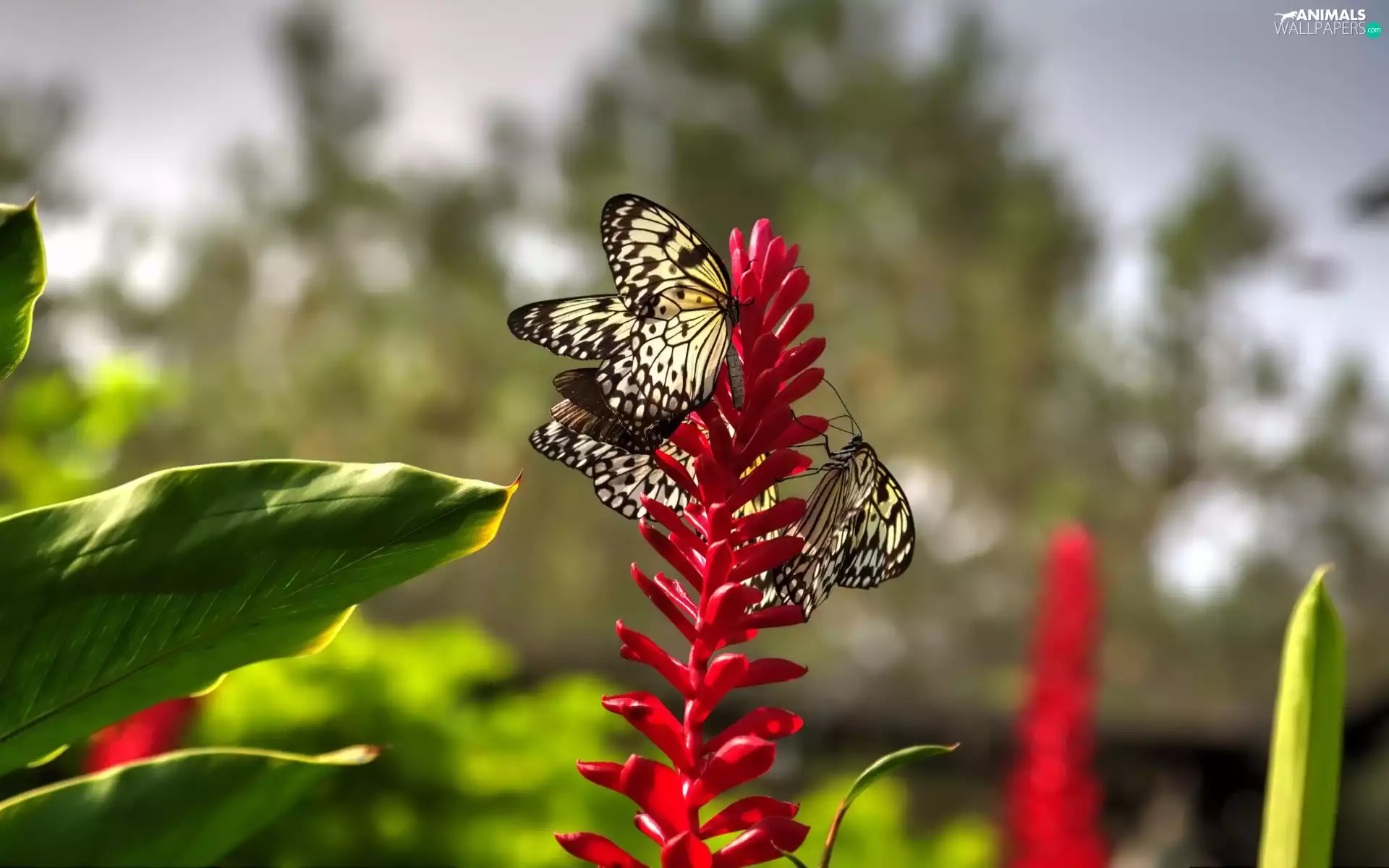 Colourfull Flowers, butterflies, Red