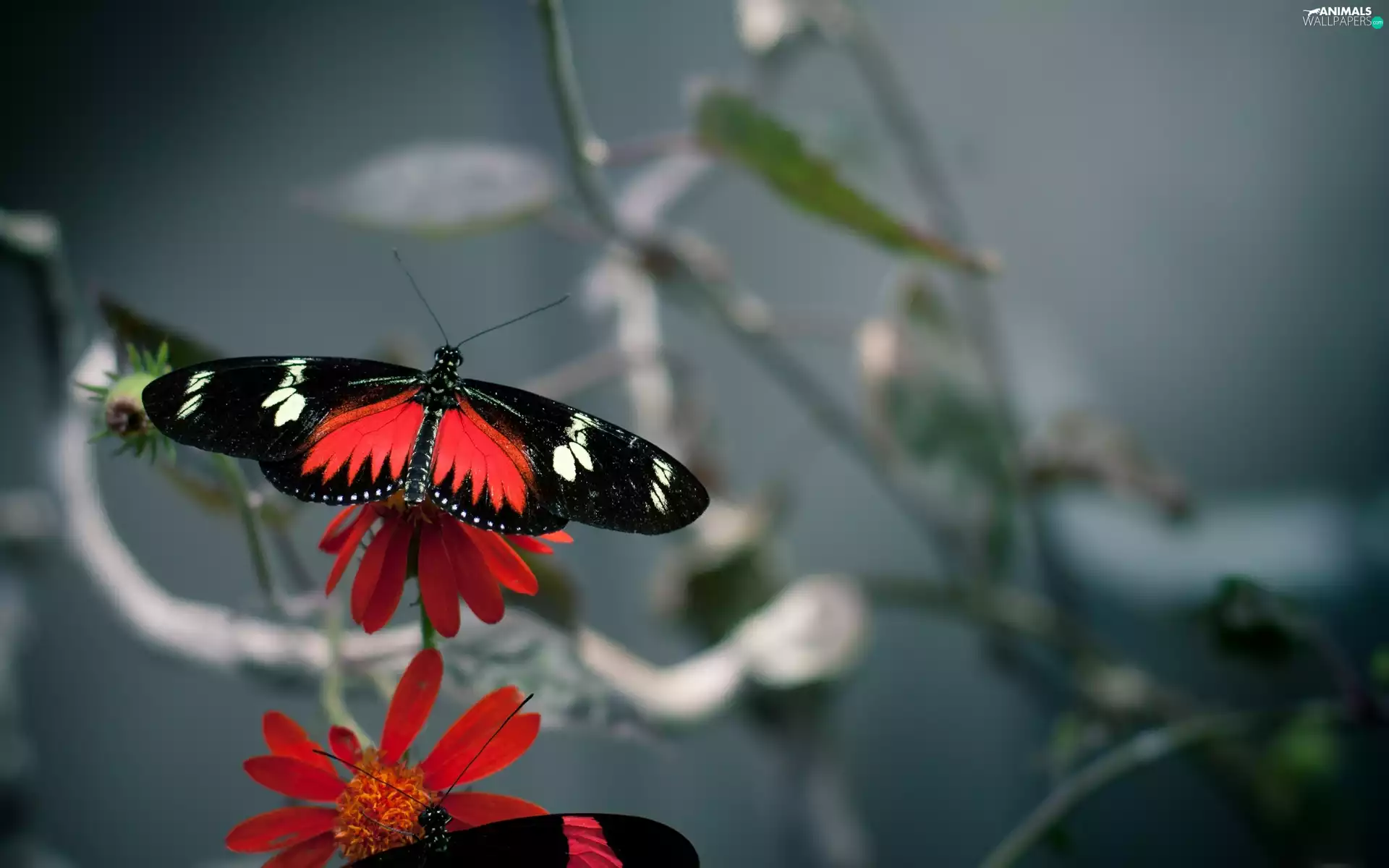 Colourfull Flowers, butterfly, Red
