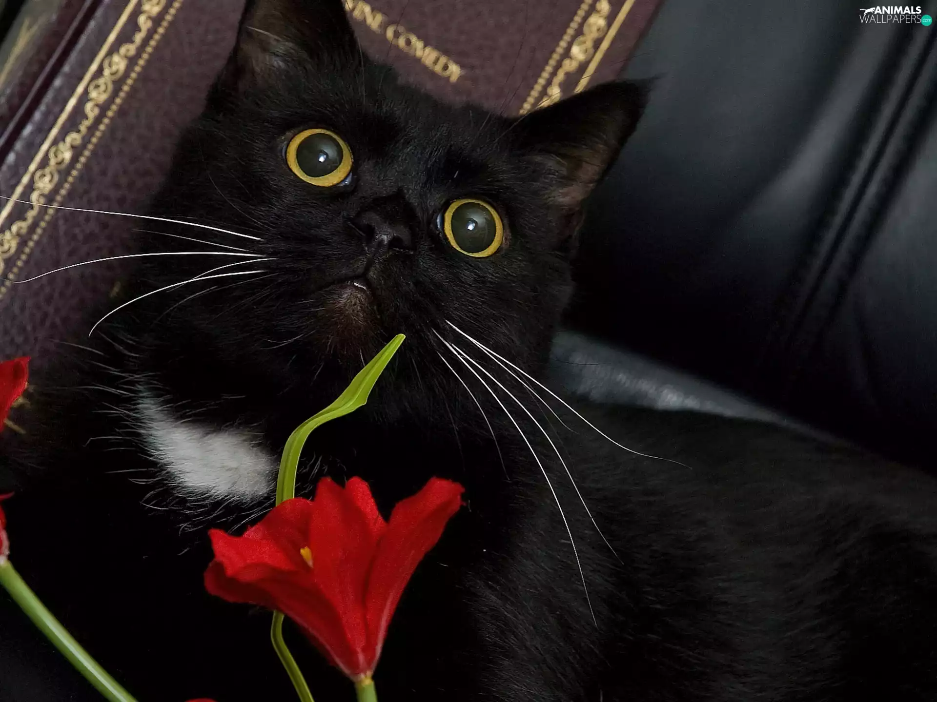 Black, Red, Colourfull Flowers, cat