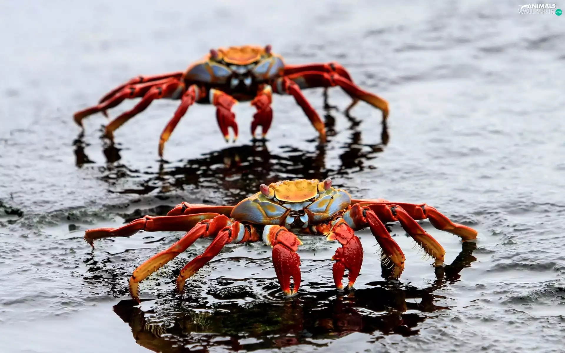 Red, Crabs