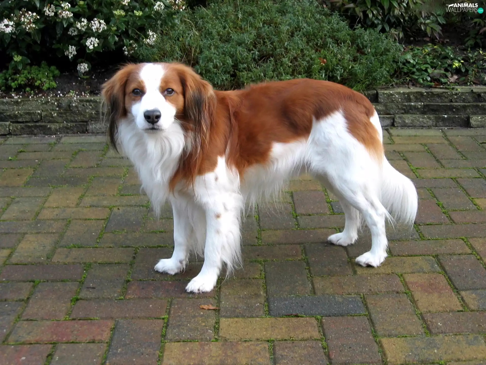 Kooikerhondje, white and red, Alpine Dutch