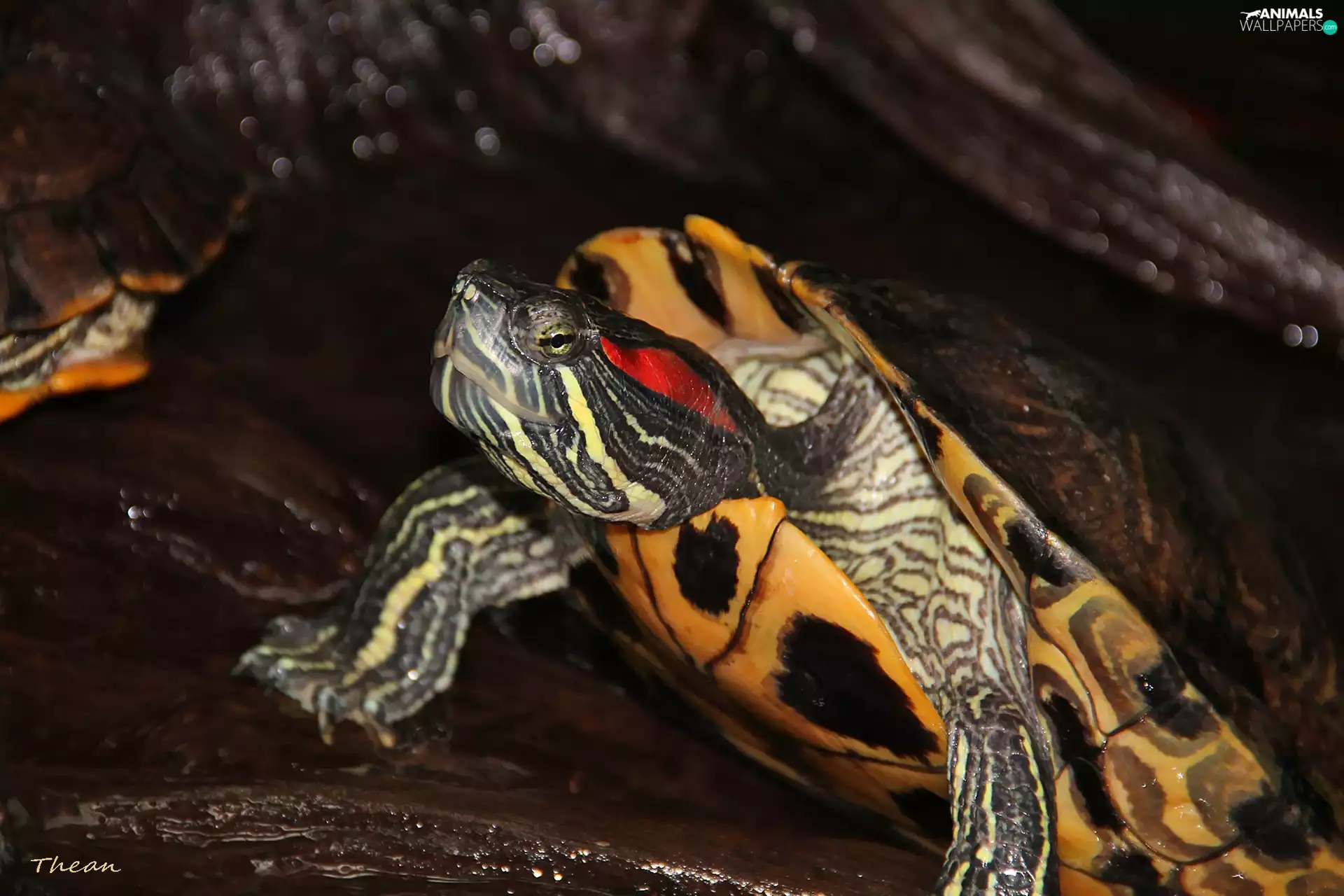 reptile, red-eared slider, decorated