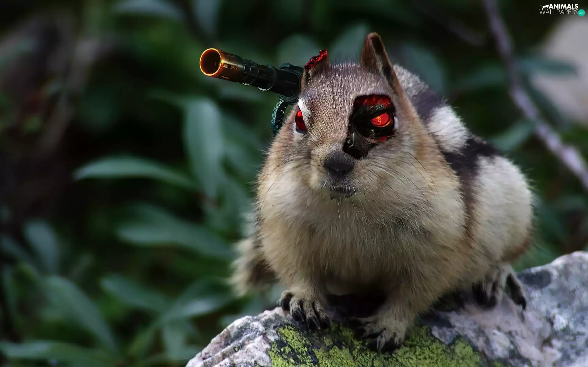 Eyes, Siberian Chipmunk, Red